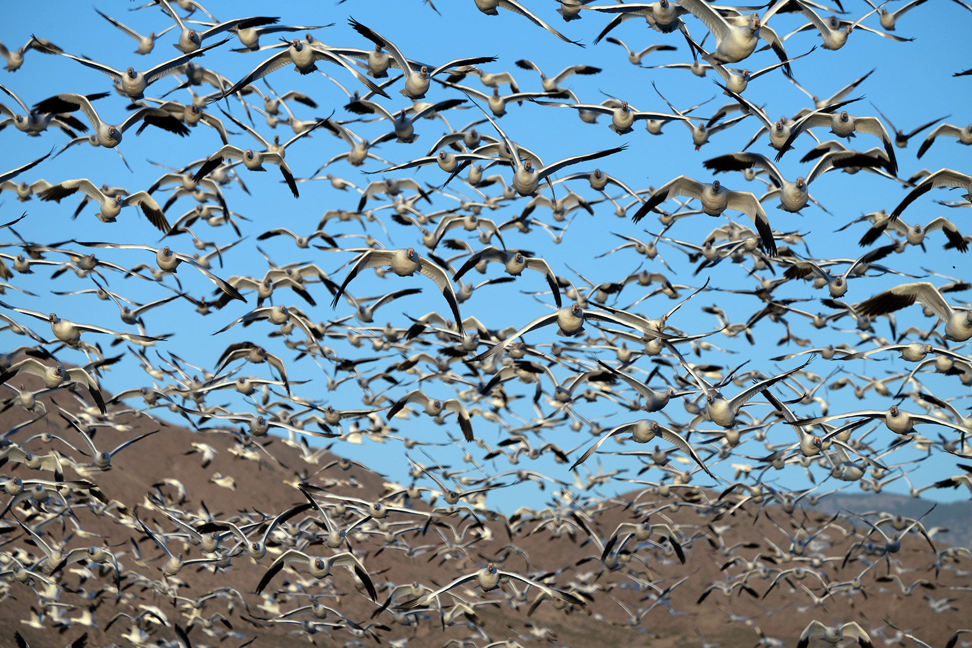 Mass Ascension, New Mexico