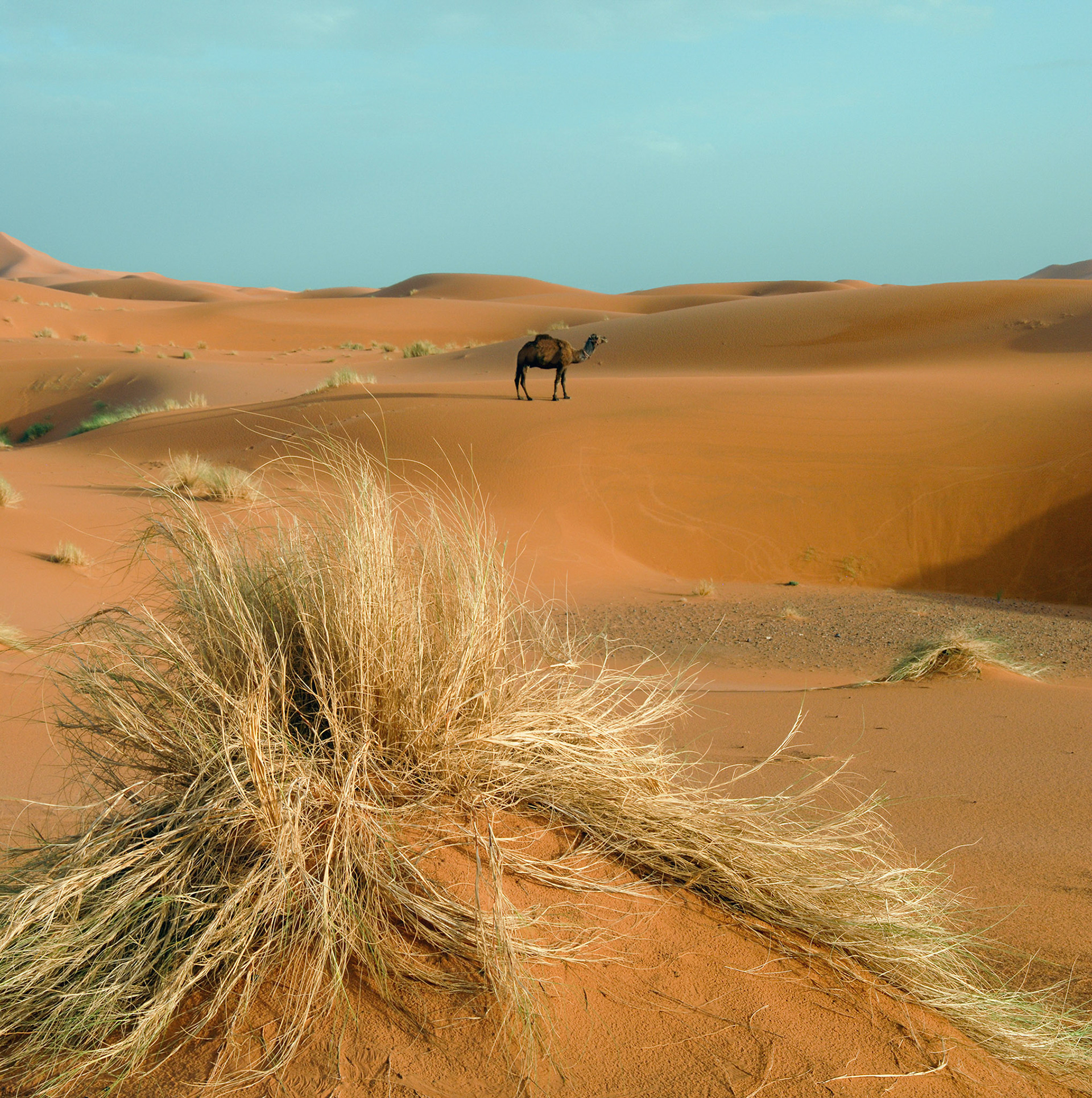Lone Camel, Sahara, Morocco