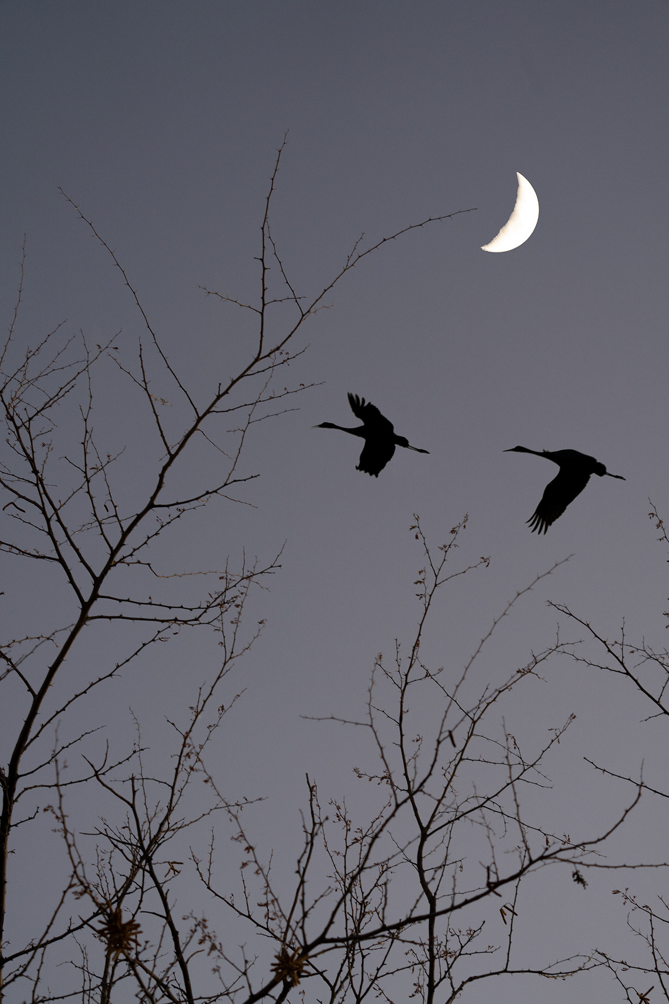 Moon Cranes, New Mexico