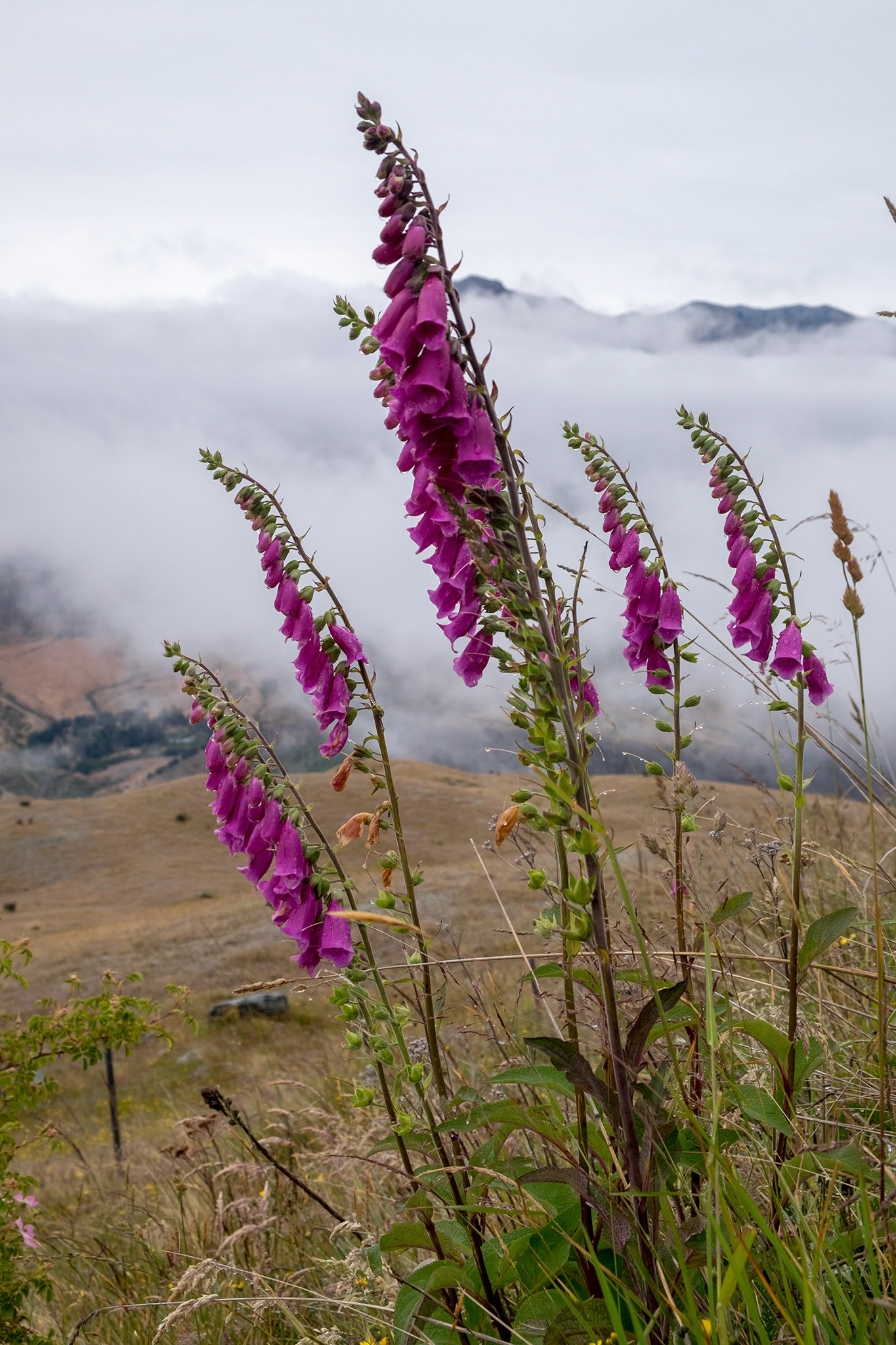 Foxgloves, New Zealand
