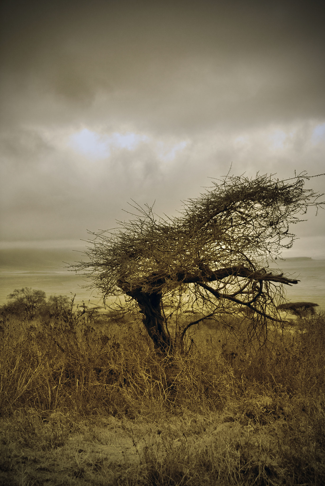 Lone Tree, Serengeti