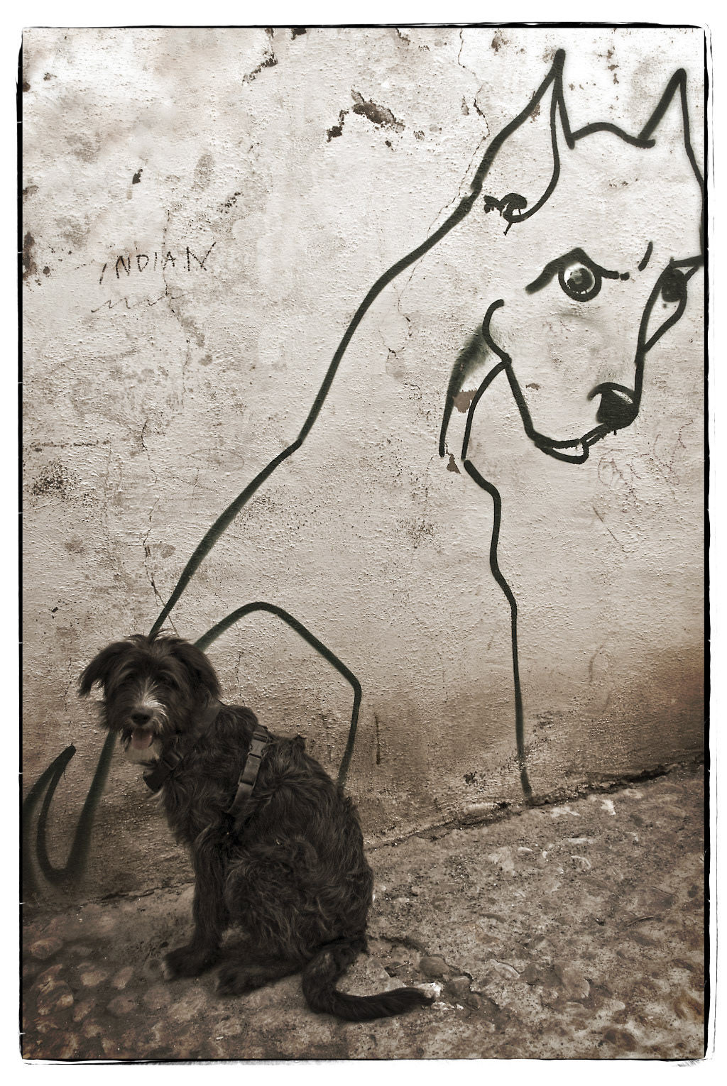 Rex and Max, Granada