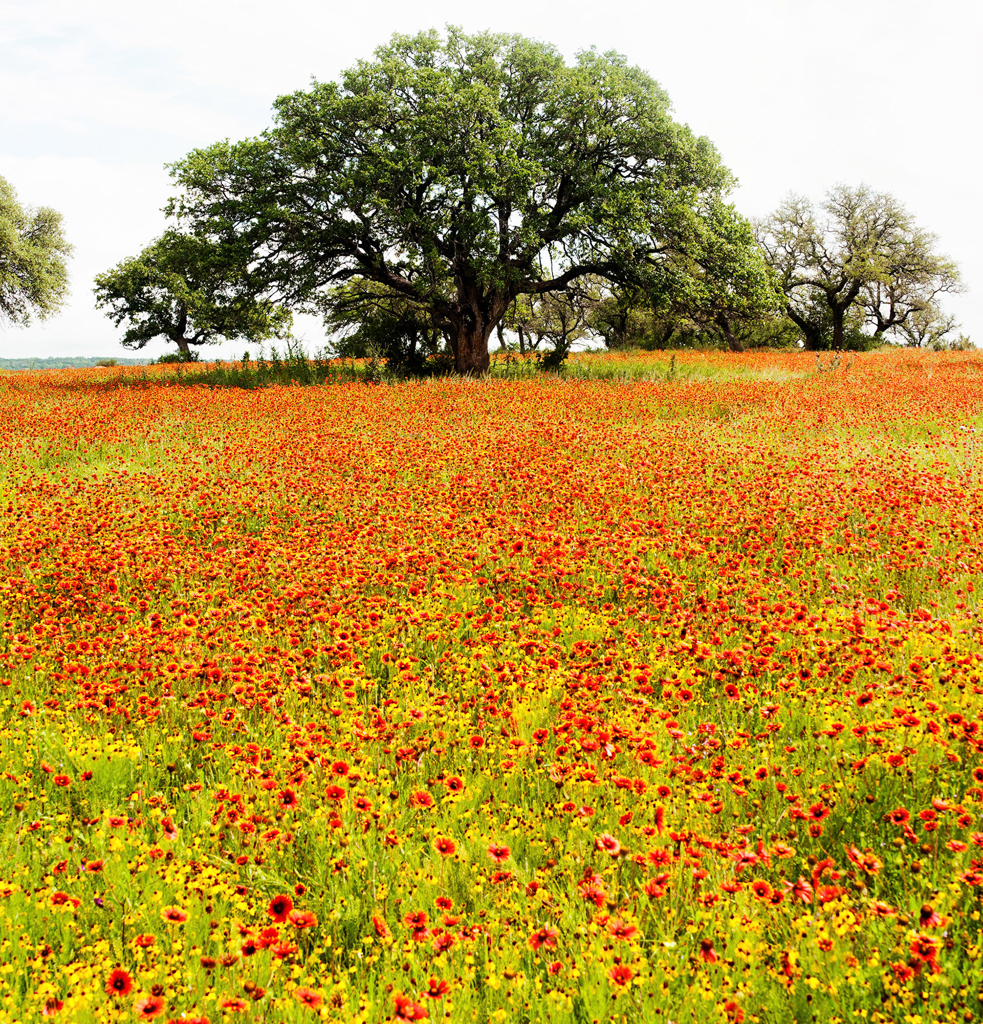 West Texas Springtime