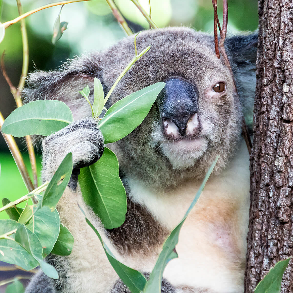 Australien