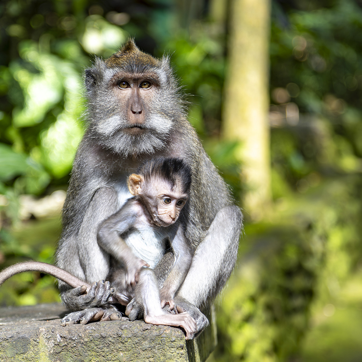 Bali