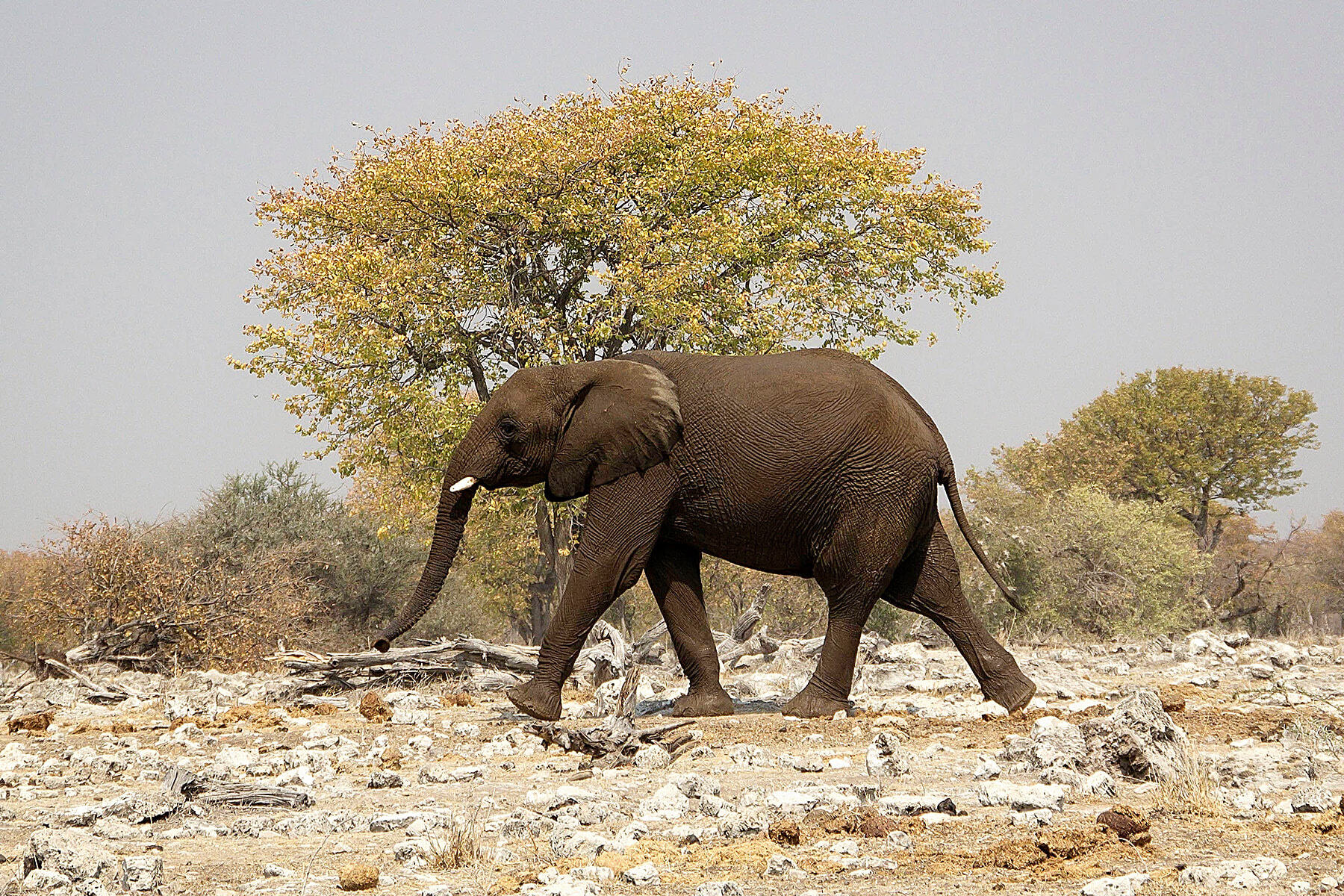 Etosha Namibia