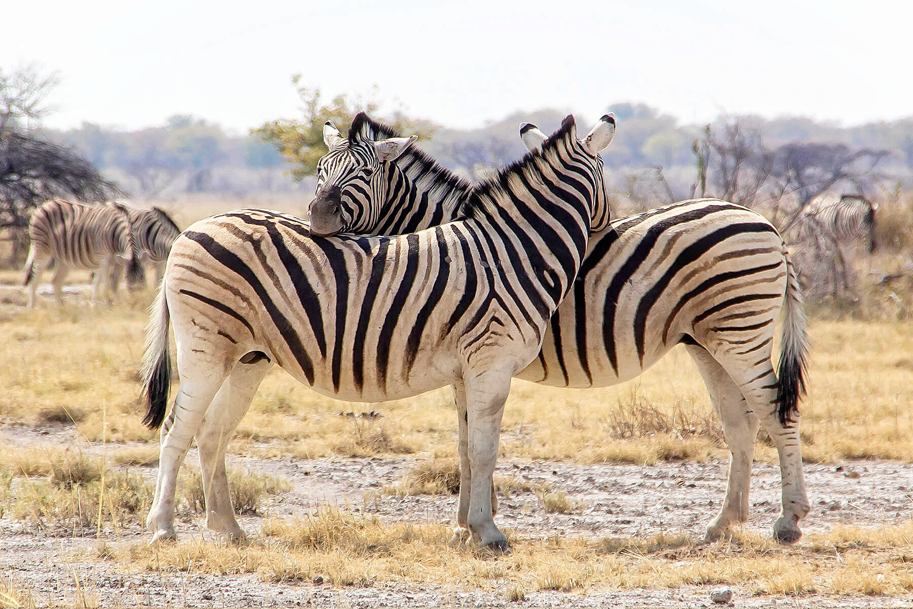 Etosha Namibia