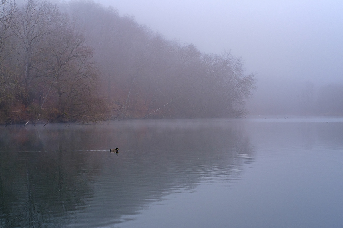 Duck in the mist