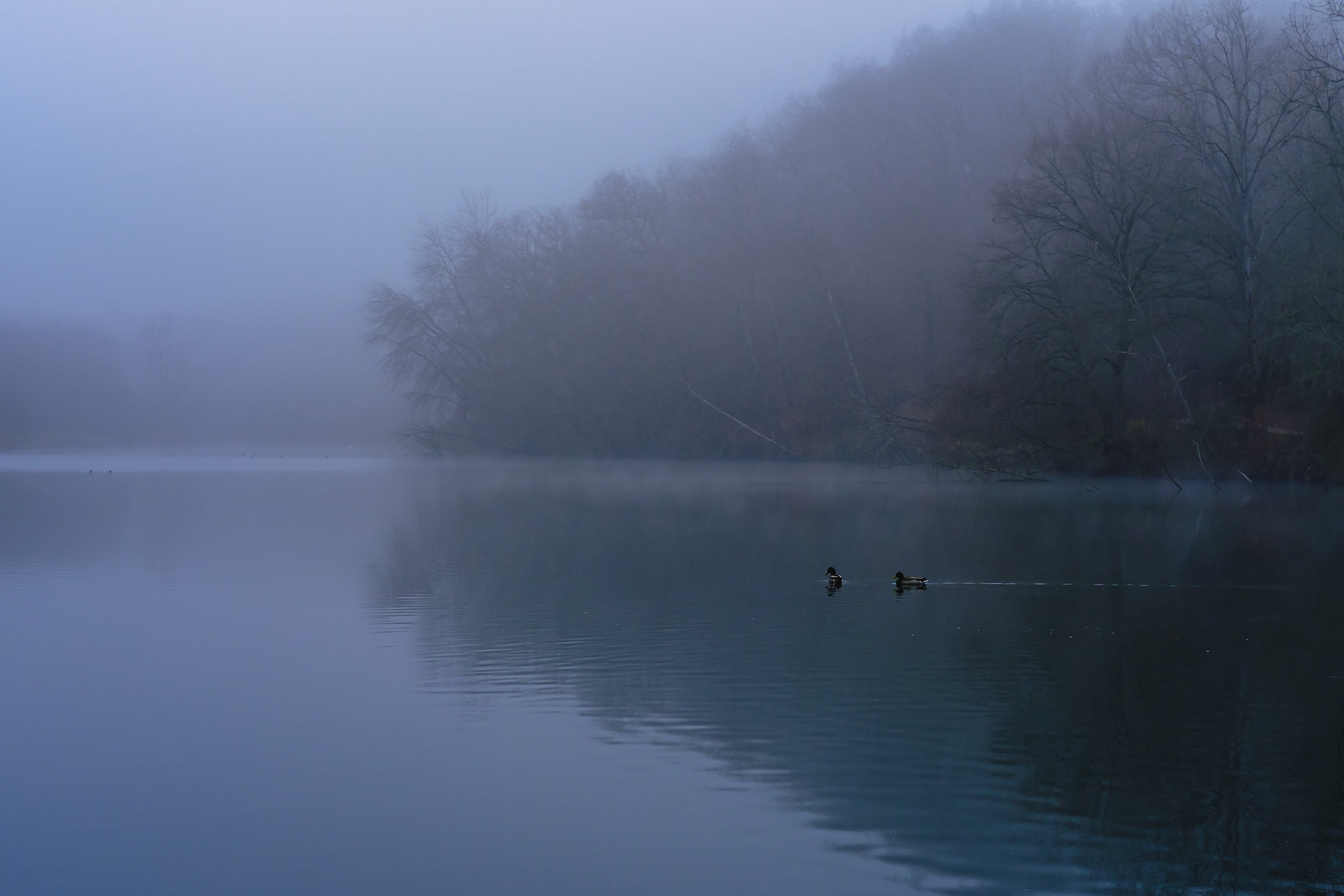 Canards sur l'étant de la minière, Guyancourt