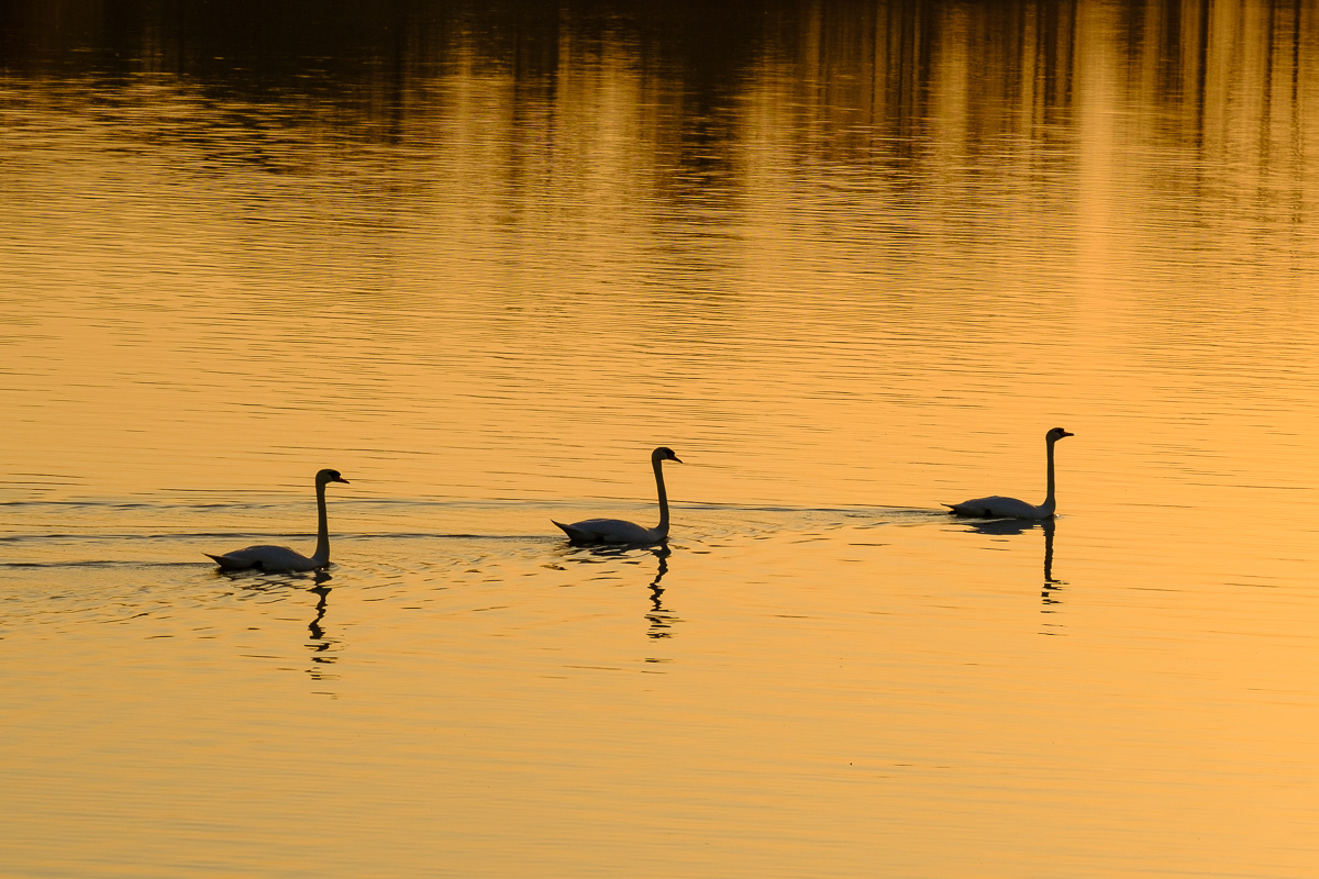 3 Swans