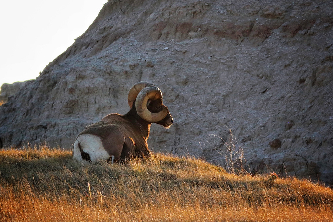 Bighorn, Badlands National Park, SD