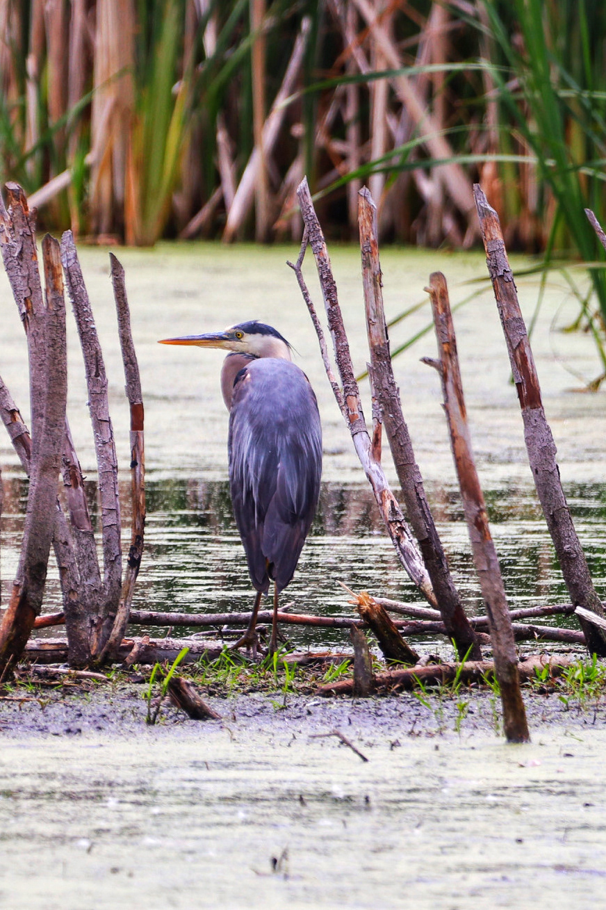 Great Blue Heron