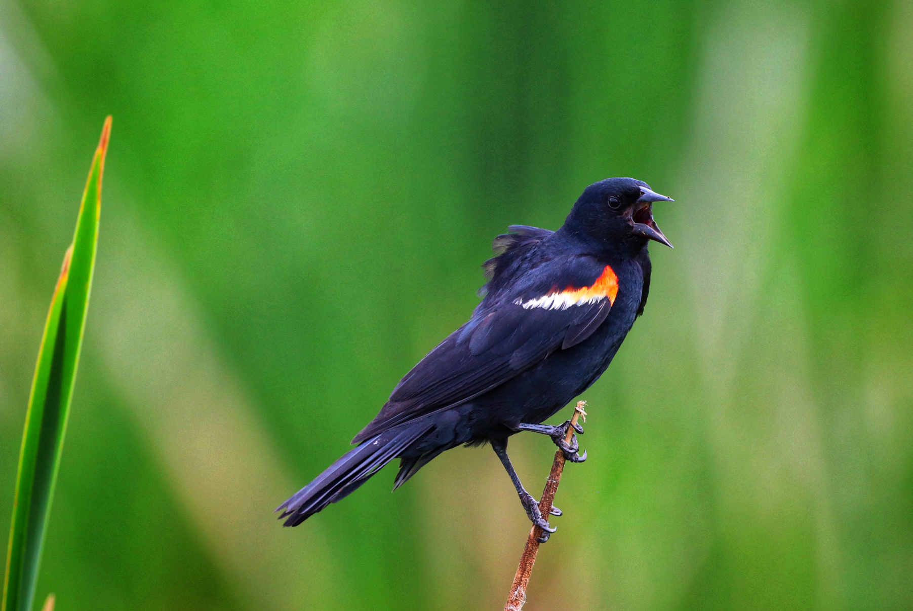 Red-Winged Blackbird
