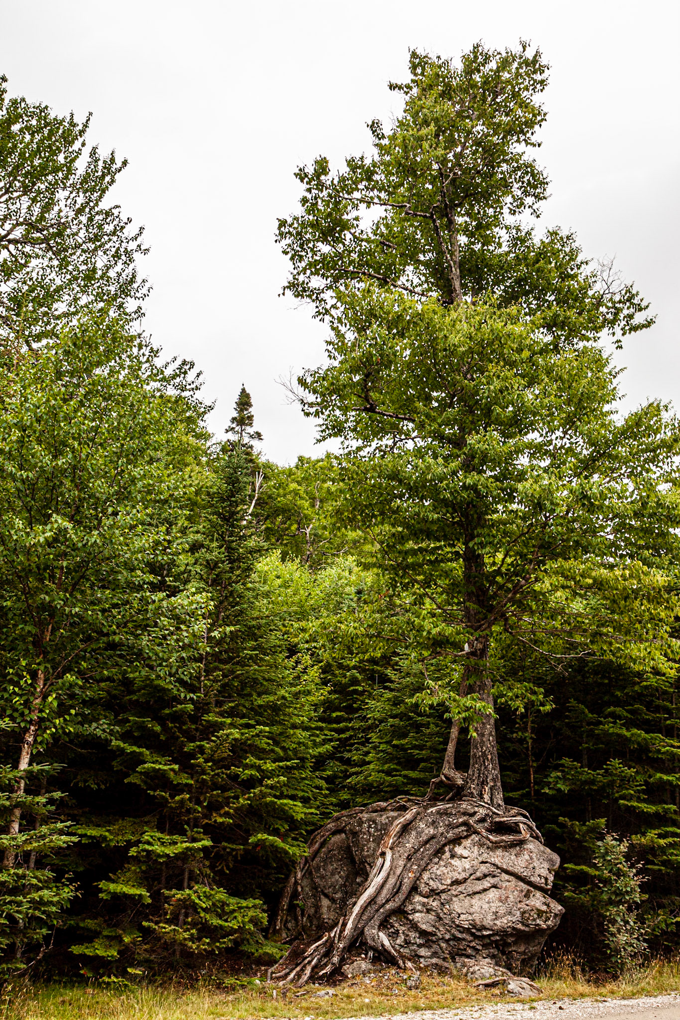 Barachois Pond
