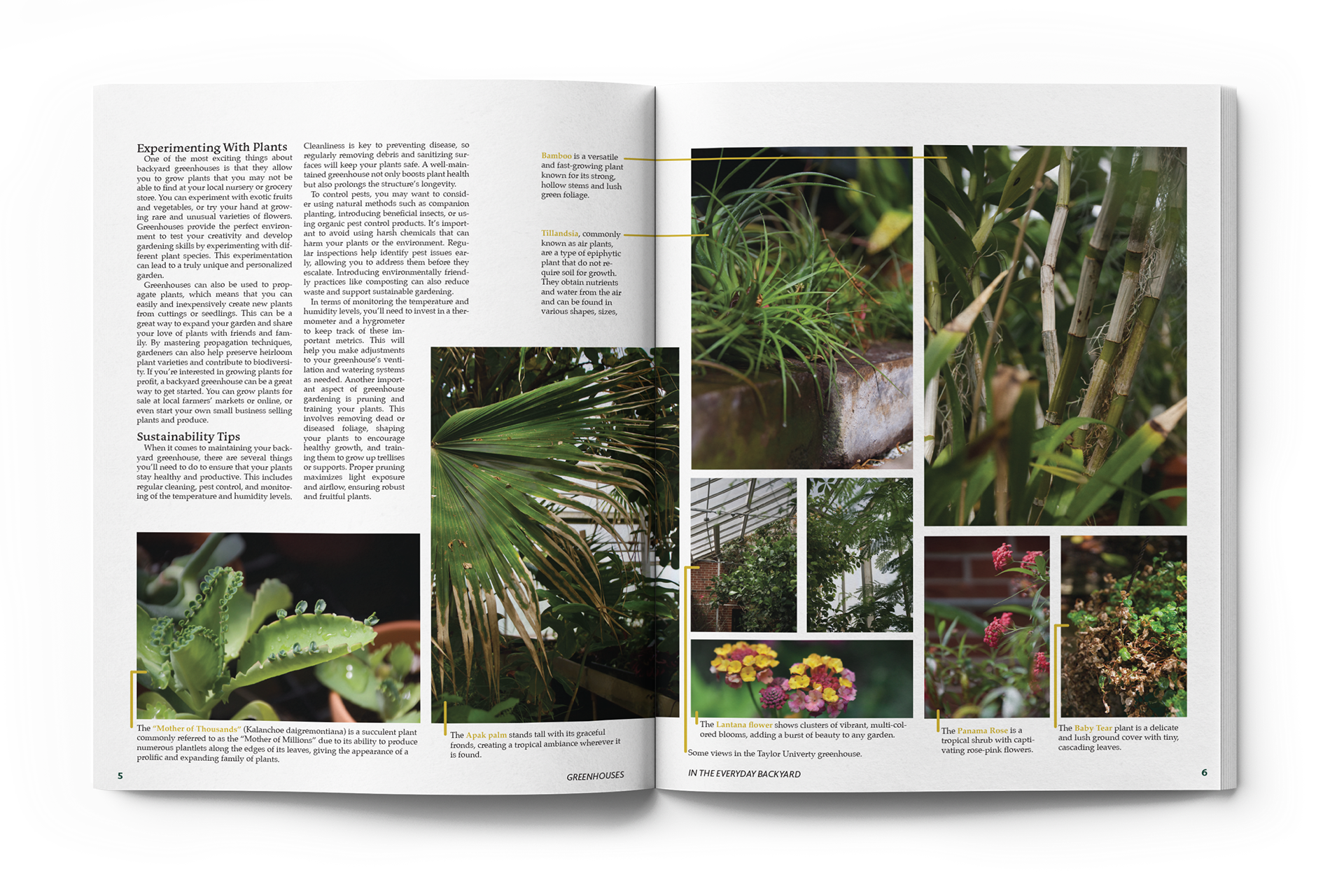"Backyard Blooming Magazine" Editorial Design / Layout, Photography © Anna Mishler 2023