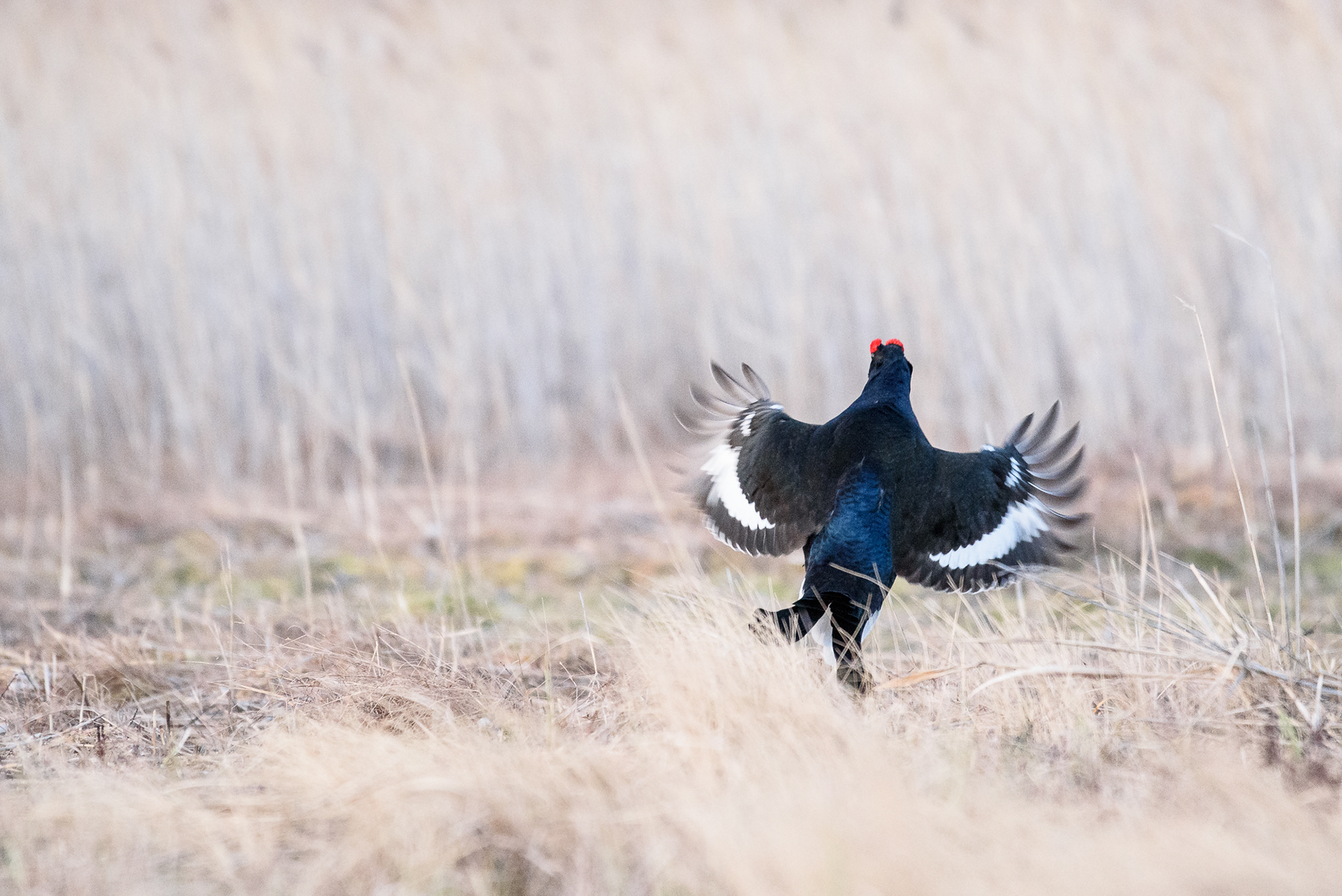 Black Grouse