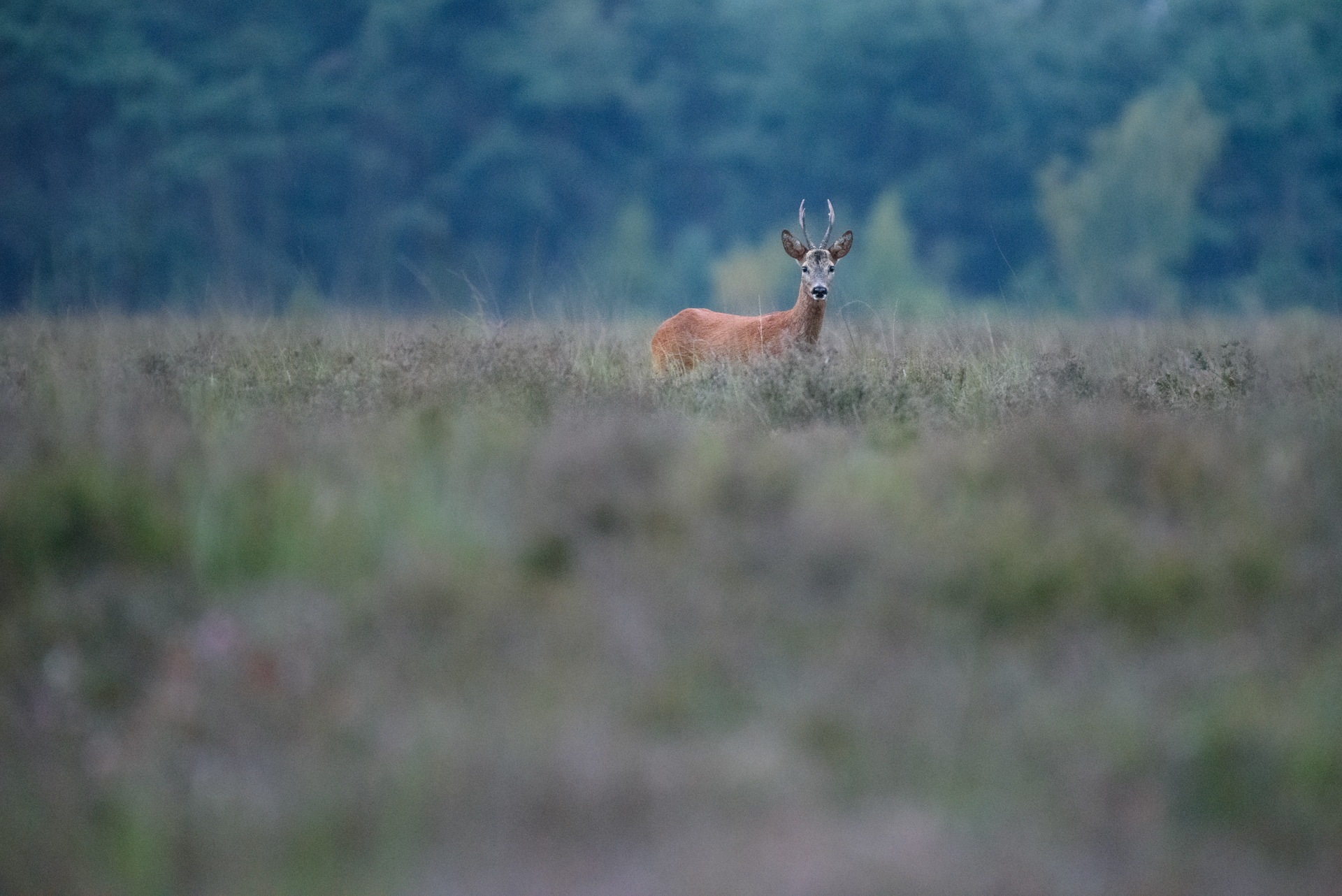 Roe Deer, Hilversum, NL