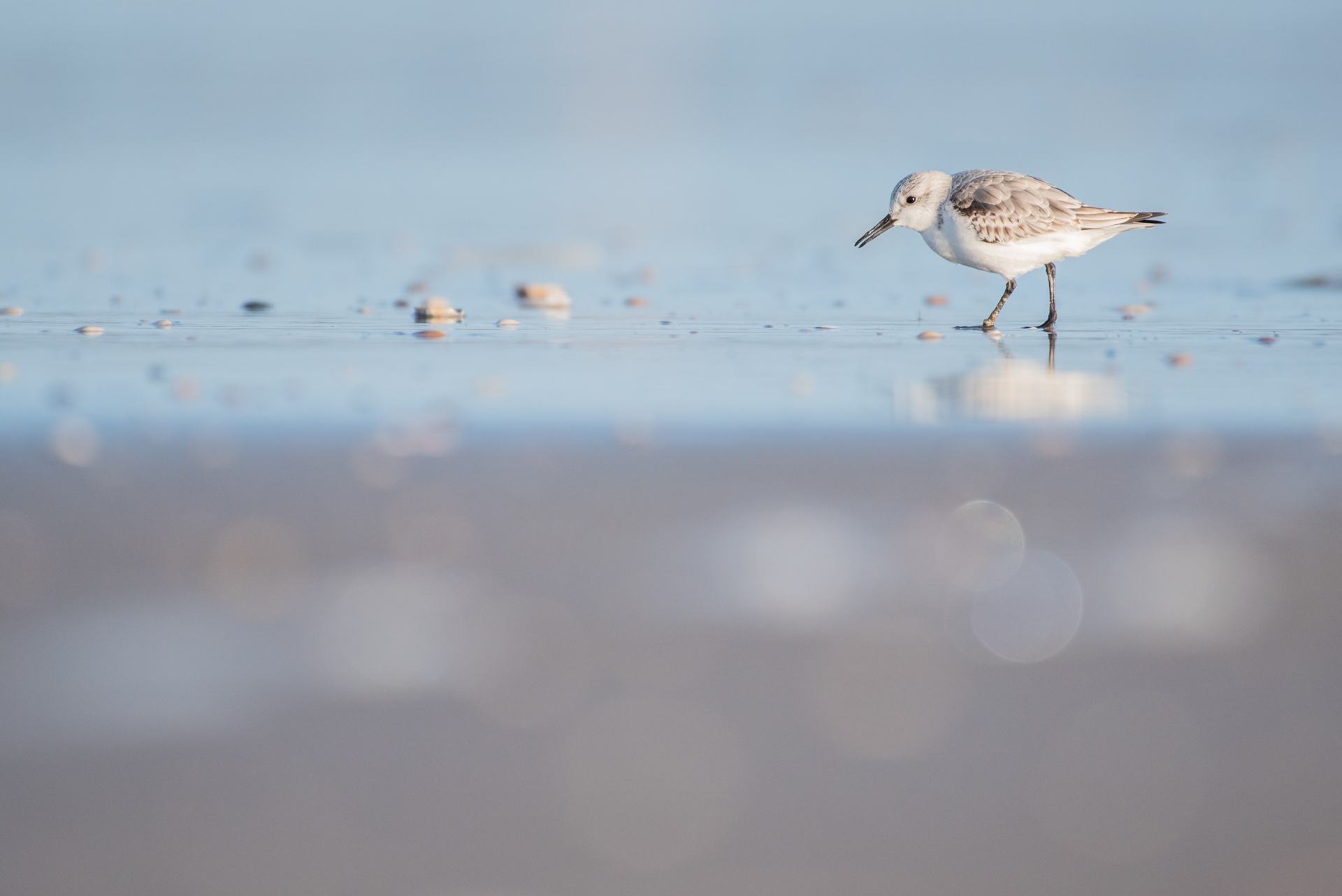 Sanderling - Ijmuiden (NL)