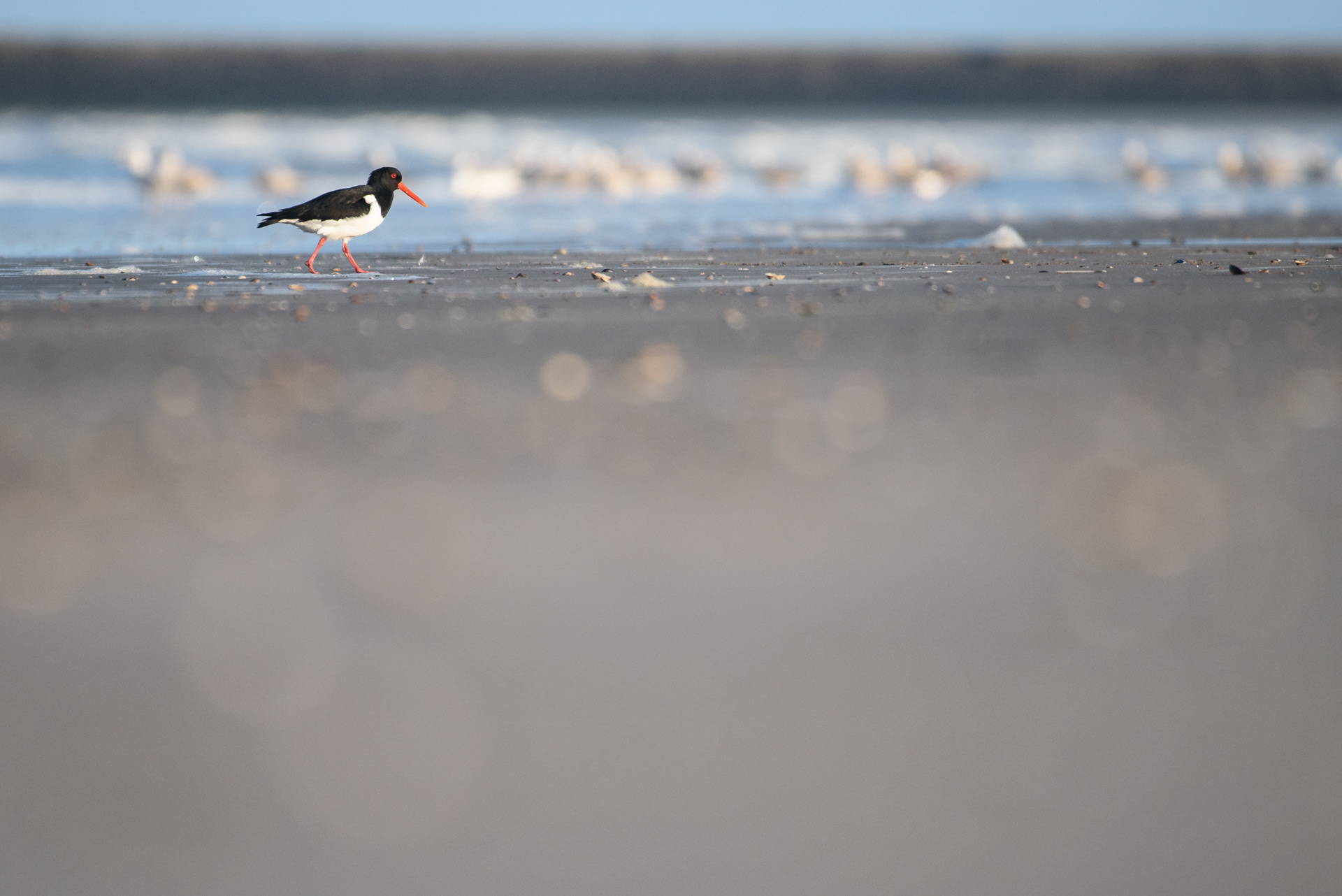 Oystercatcher - Ijmuiden (NL)