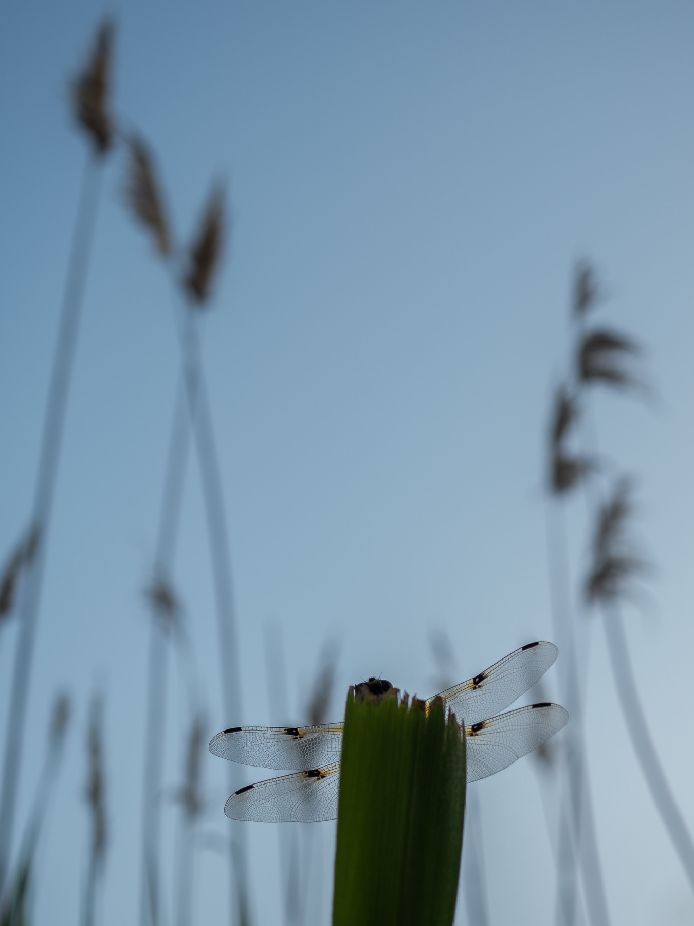 AWD, The Netherlands, 2023