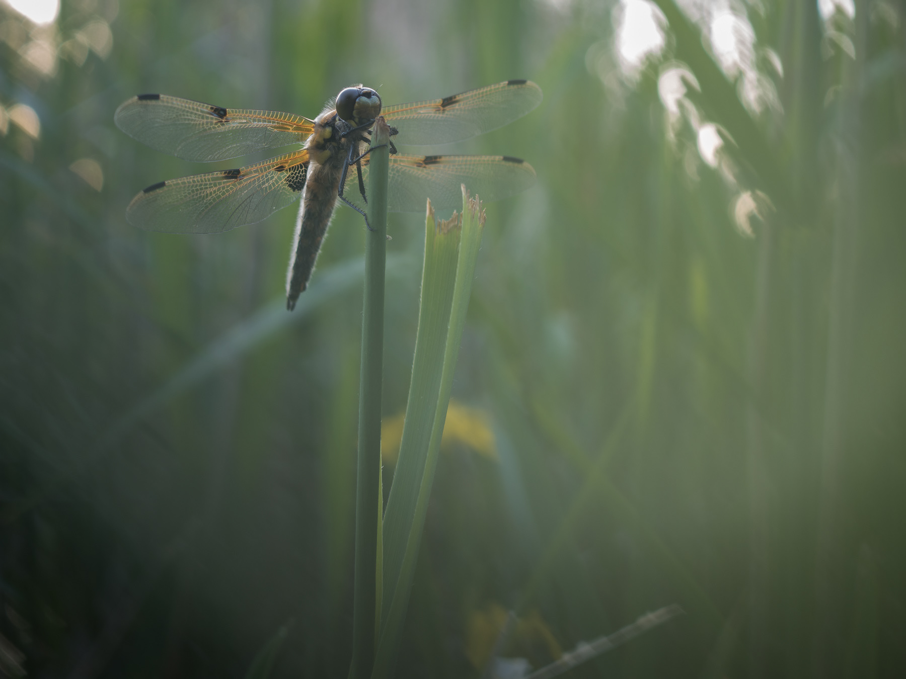 AWD, The Netherlands, 2023