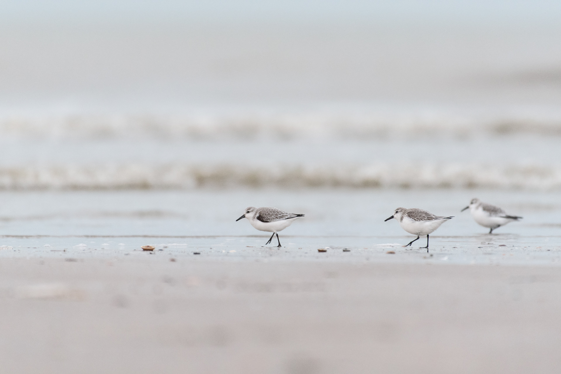 Sandpiper - Ijmuiden Zuidpier - NL - Feb 2024
