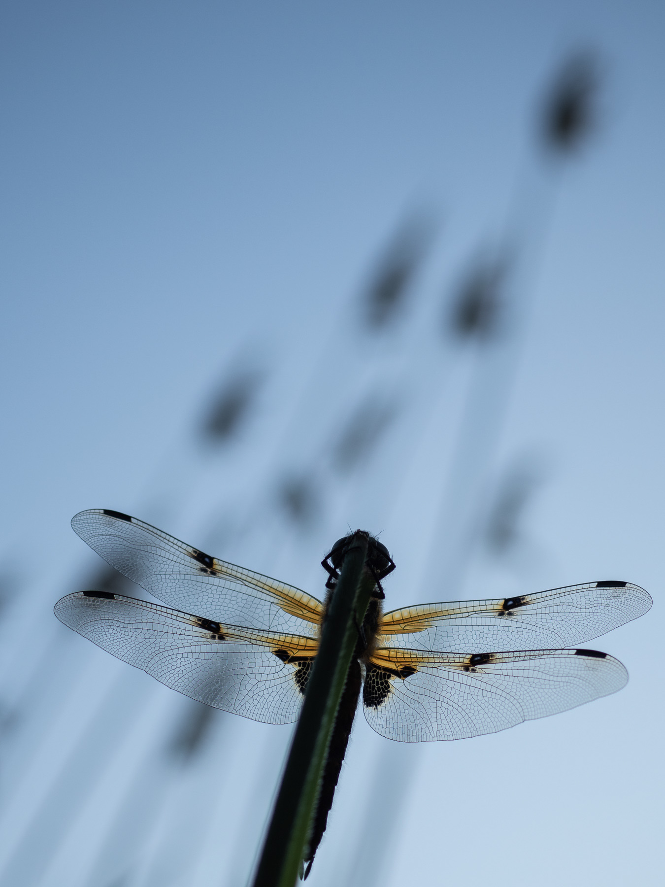 AWD, The Netherlands, 2023