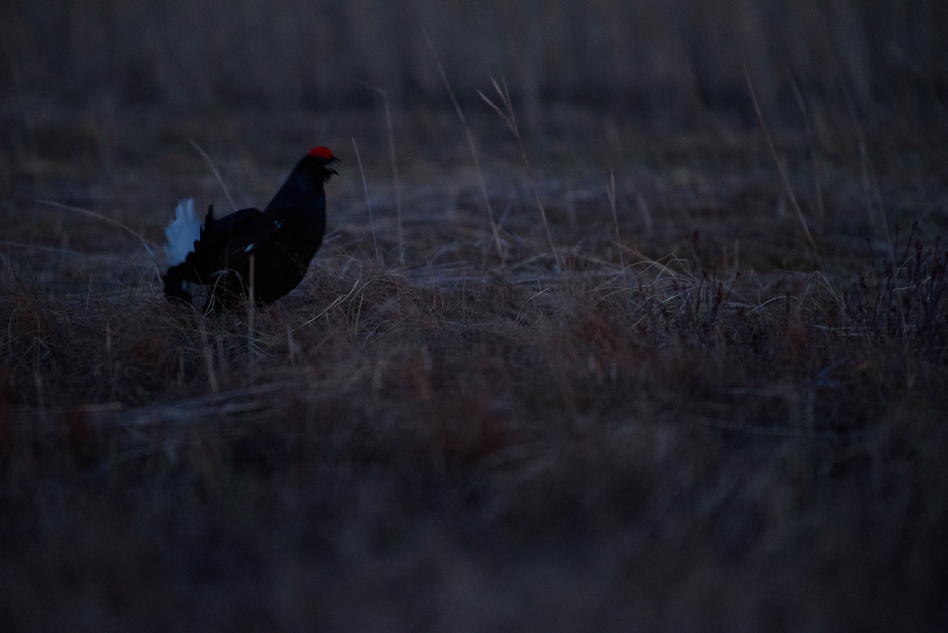 Black Grouse