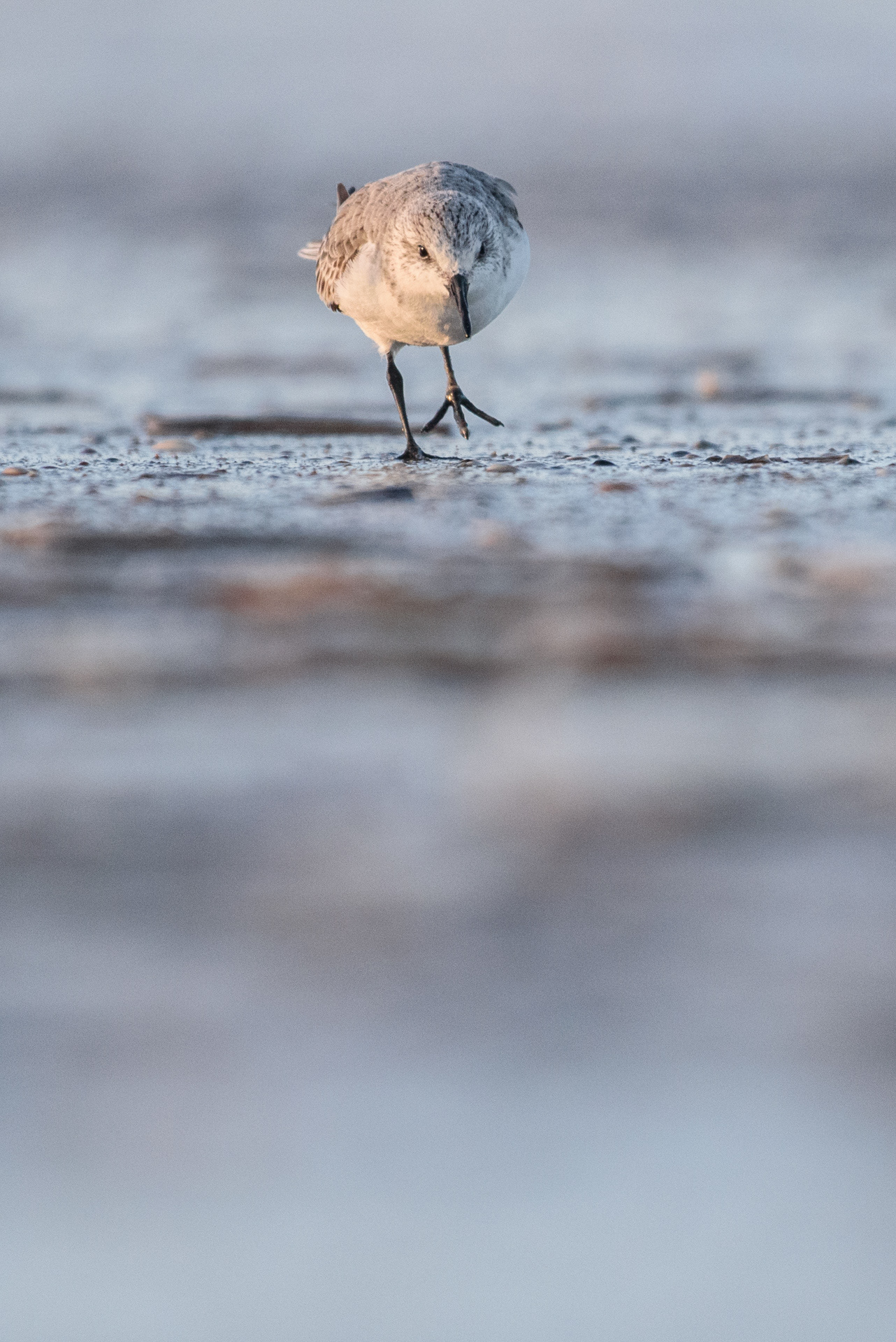 Sanderling - Ijmuiden (NL)