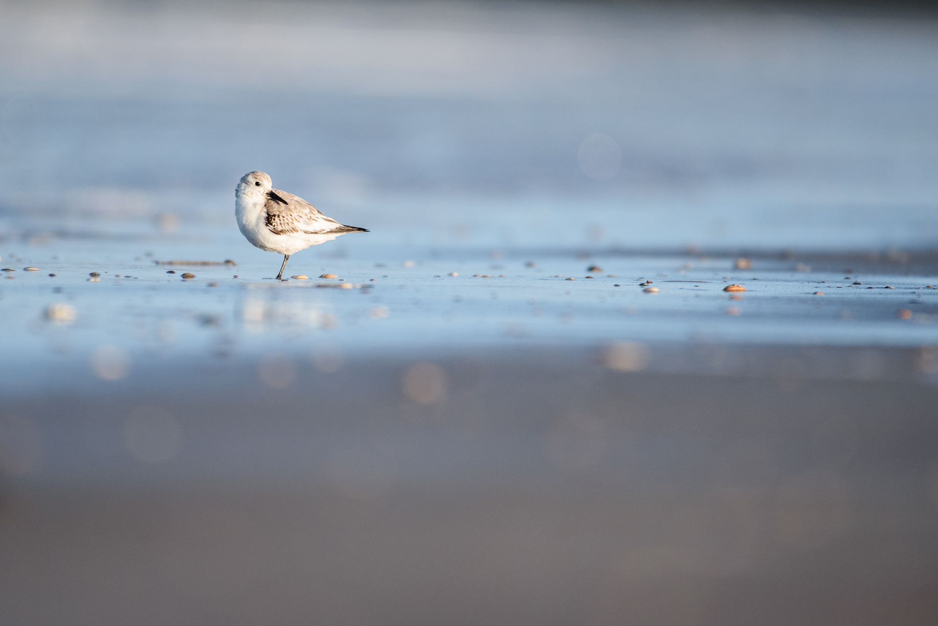 Sanderling - Ijmuiden (NL)