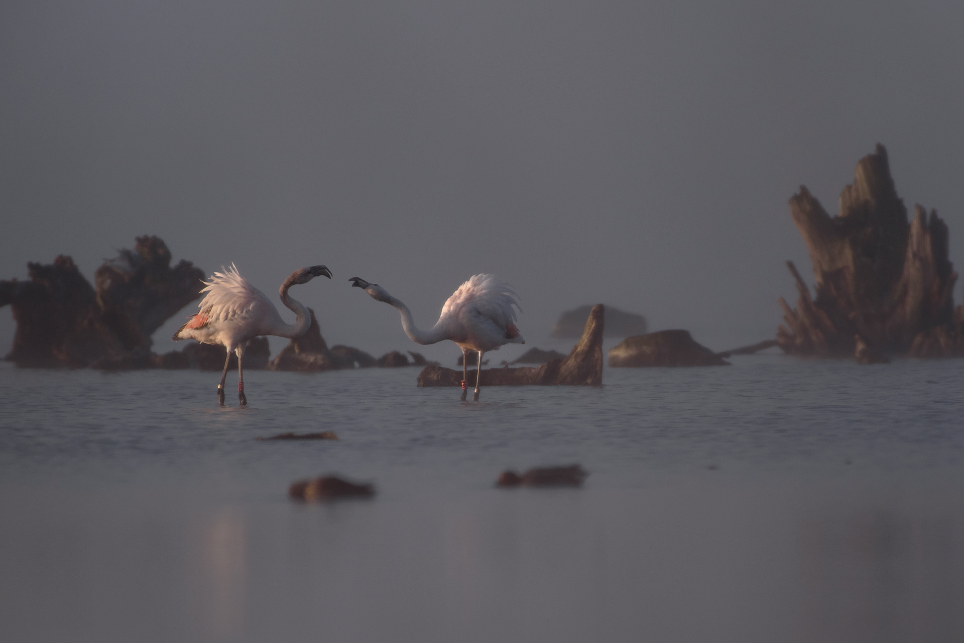 Flamingo - Nieuwe Driemanspolder (NL)