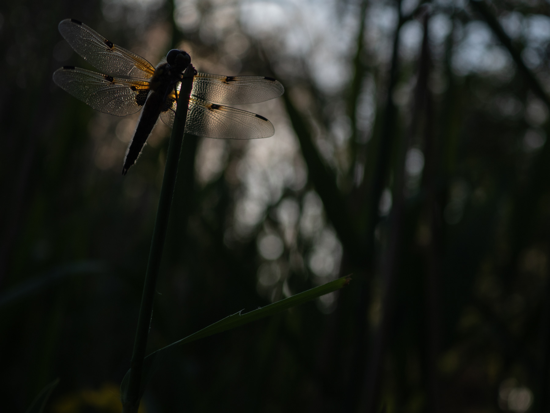 AWD, The Netherlands, 2023