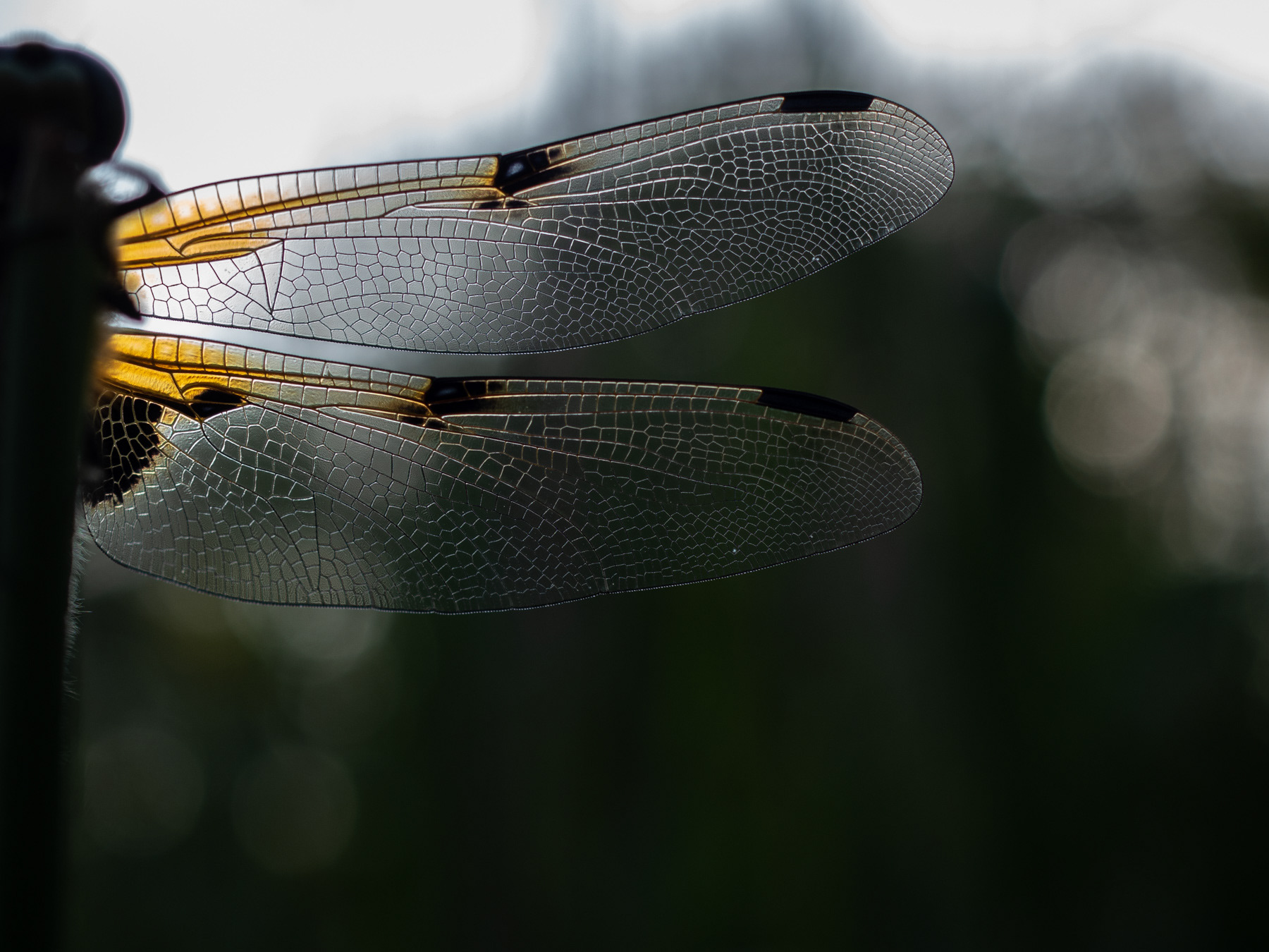 AWD, The Netherlands, 2023