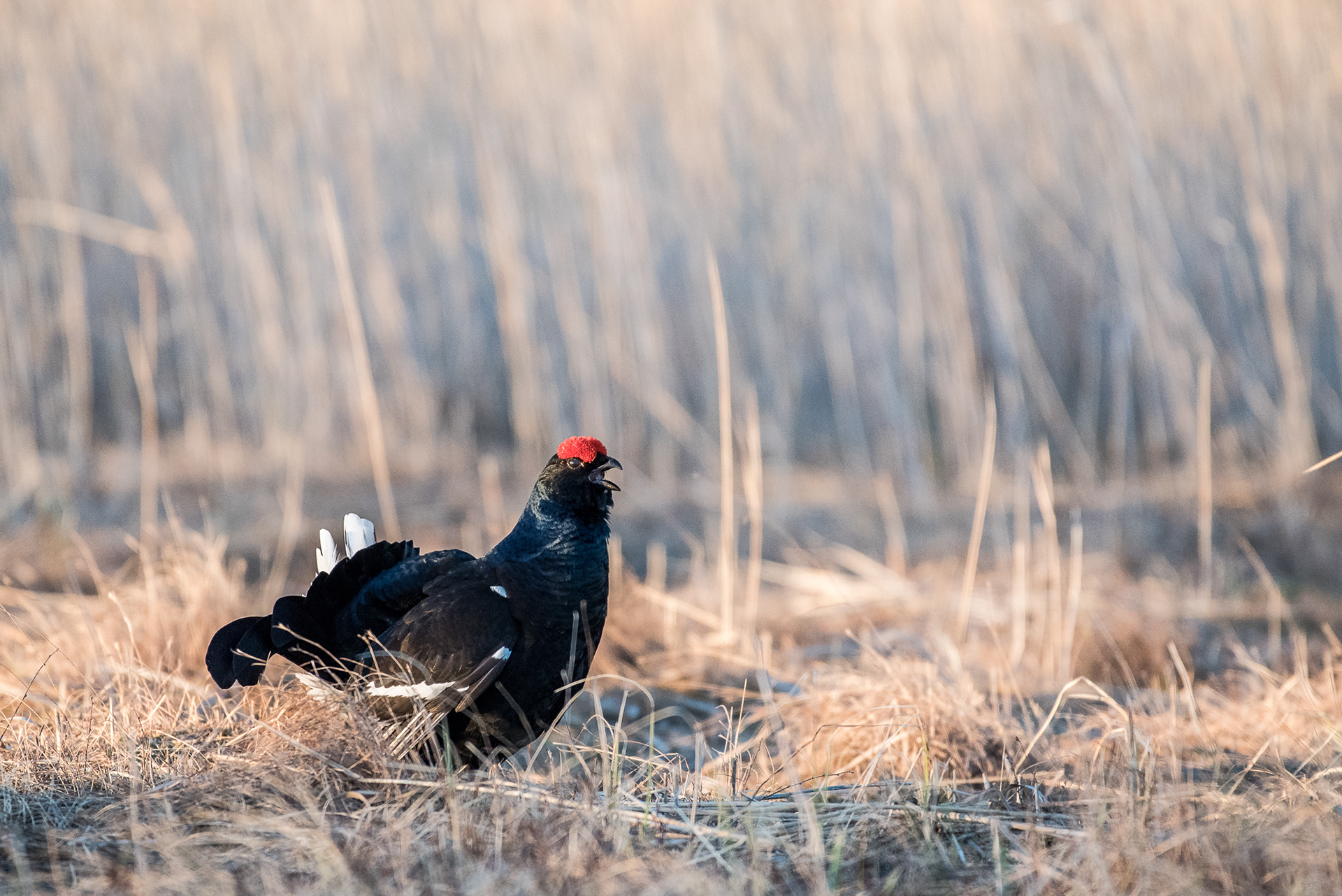 Black Grouse