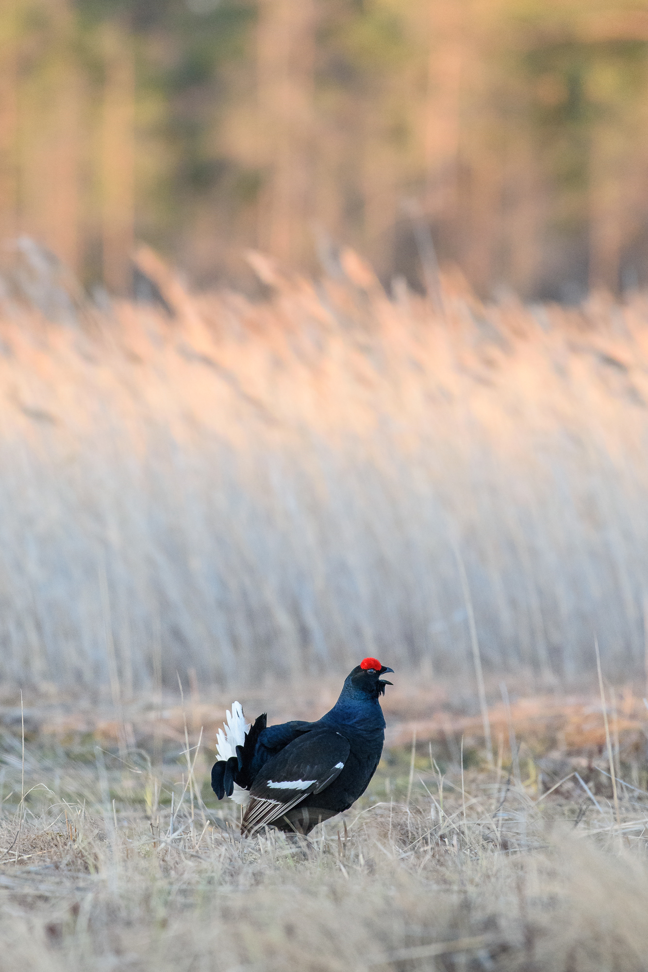 Black Grouse