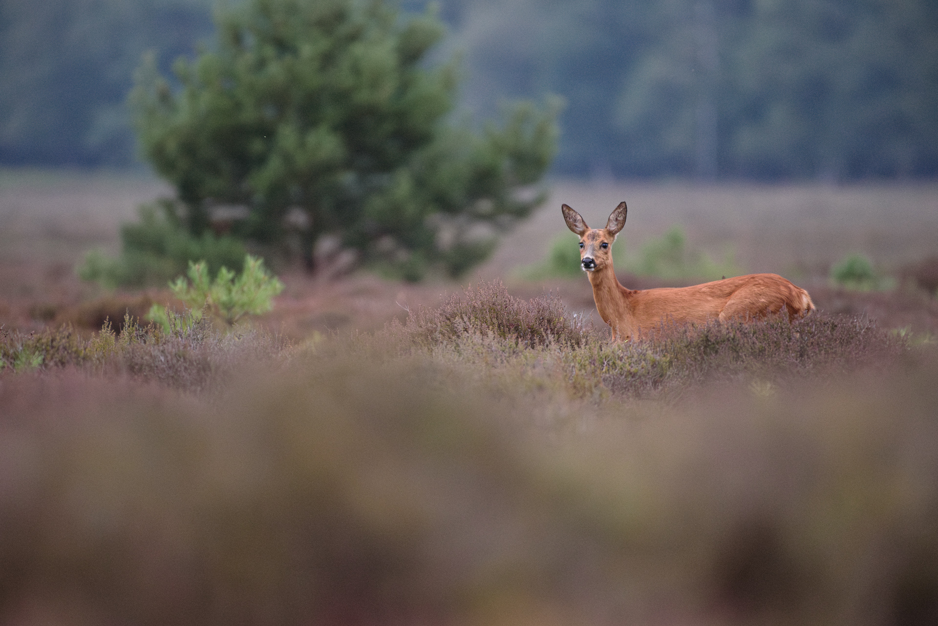Roe Deer, Hilversum, NL