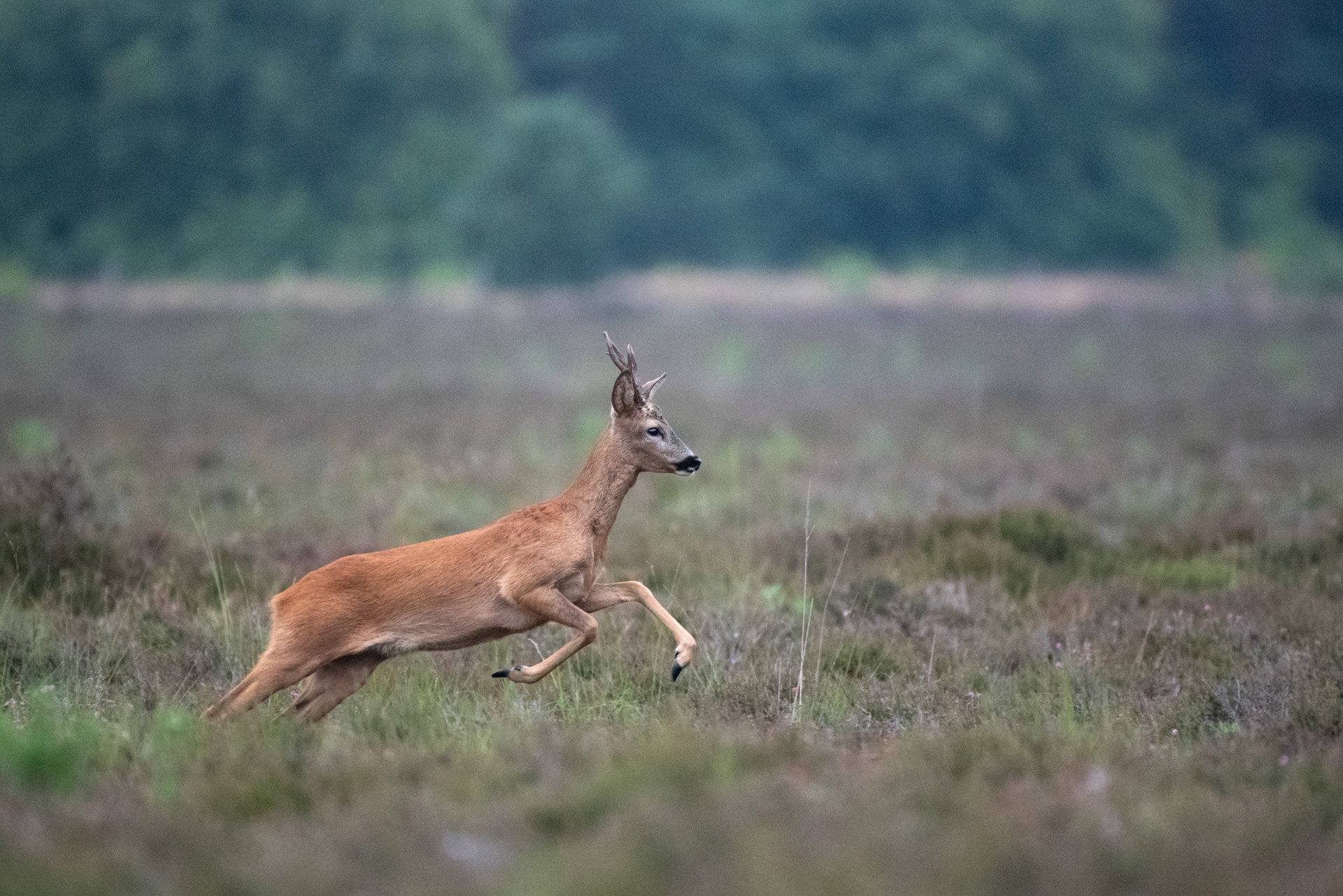 Roe Deer, Hilversum, NL