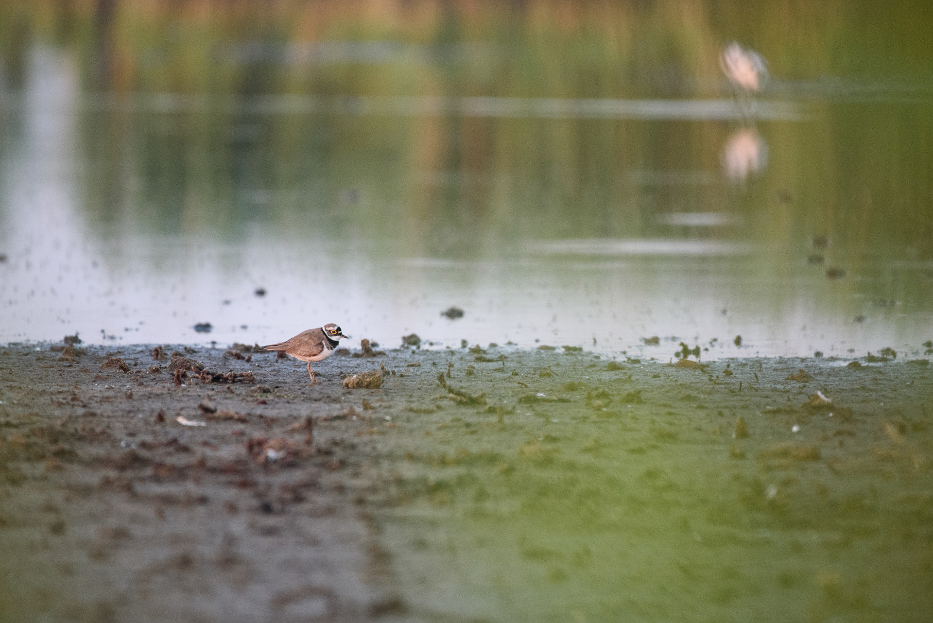 Nieuwe Driemanpolder (NL)