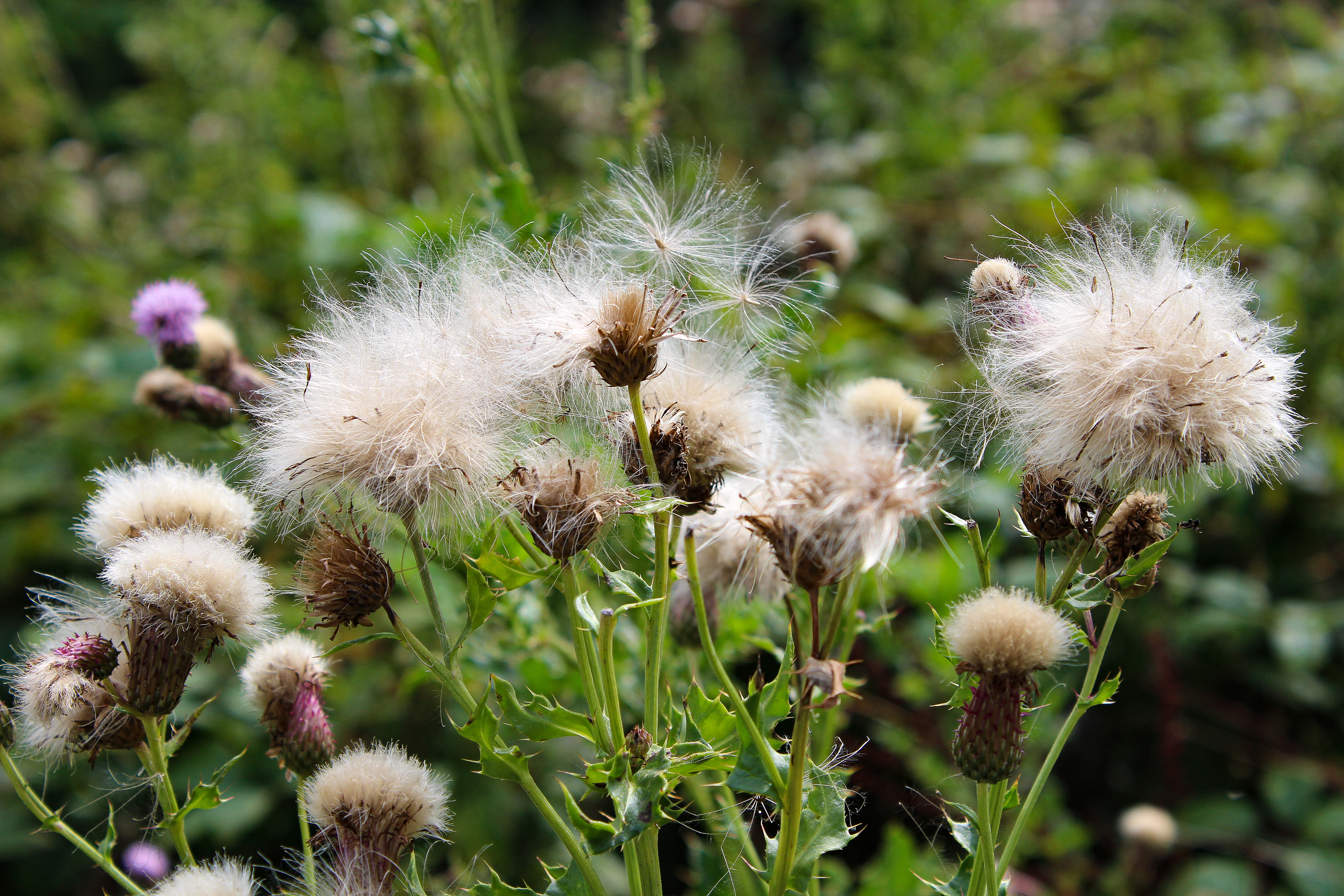 Fluffy Thistles. Yorkshire Sculpture Park, August 2017.