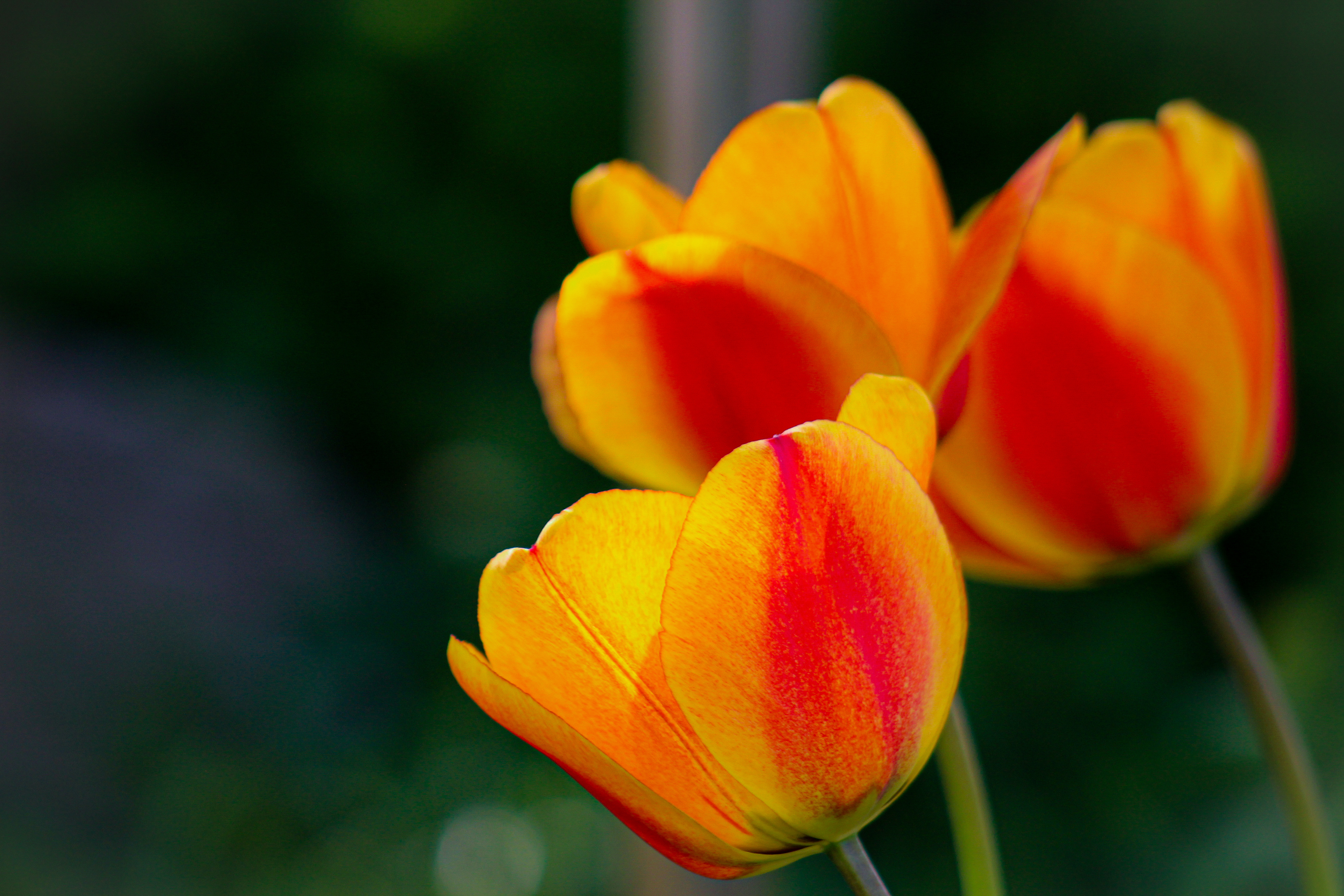The Sunburst Flower. Bloxham, Oxfordshire. April 2019.