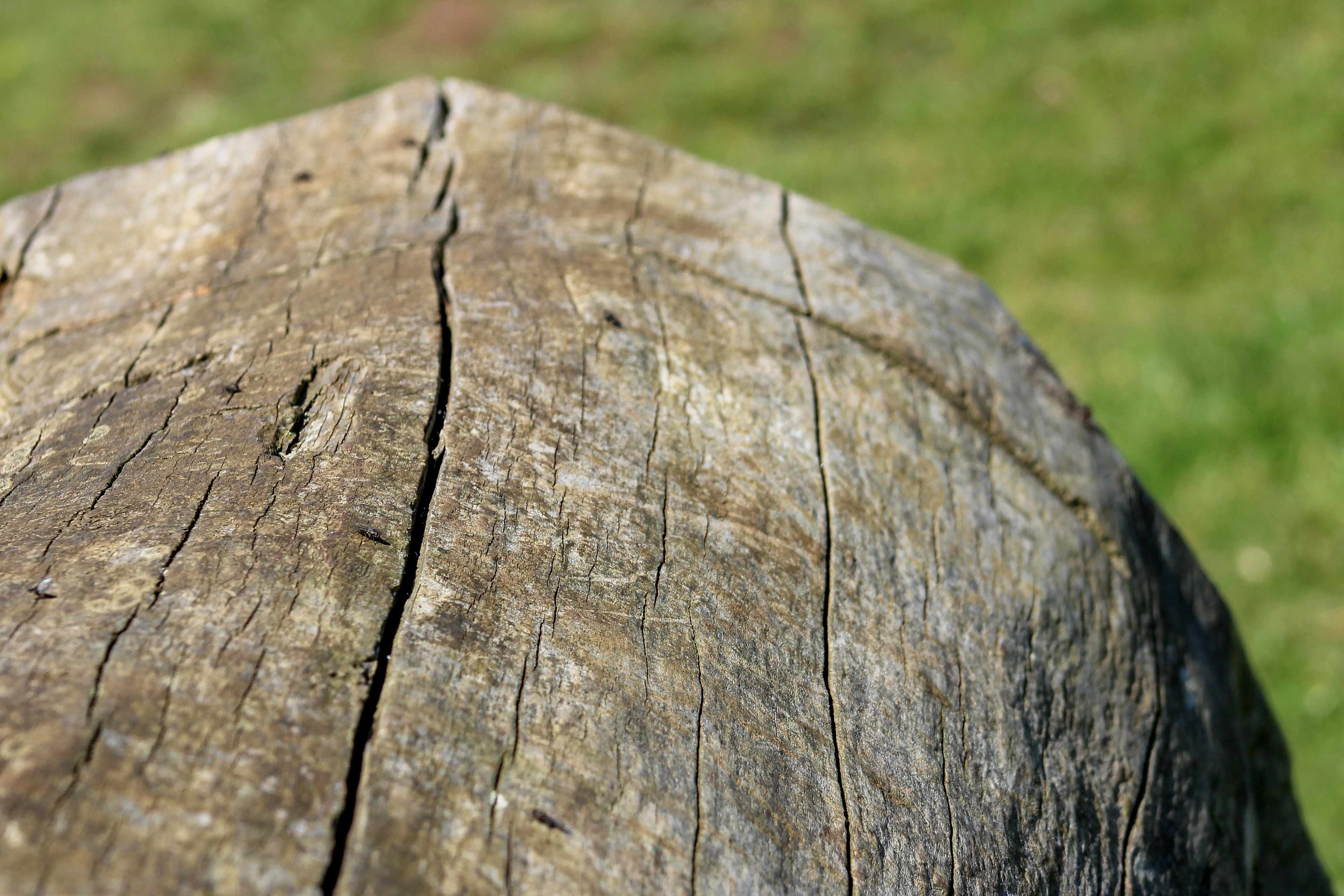 The Log. Burton Dassett Hills Country Park,  Warwickshire. April 2019.