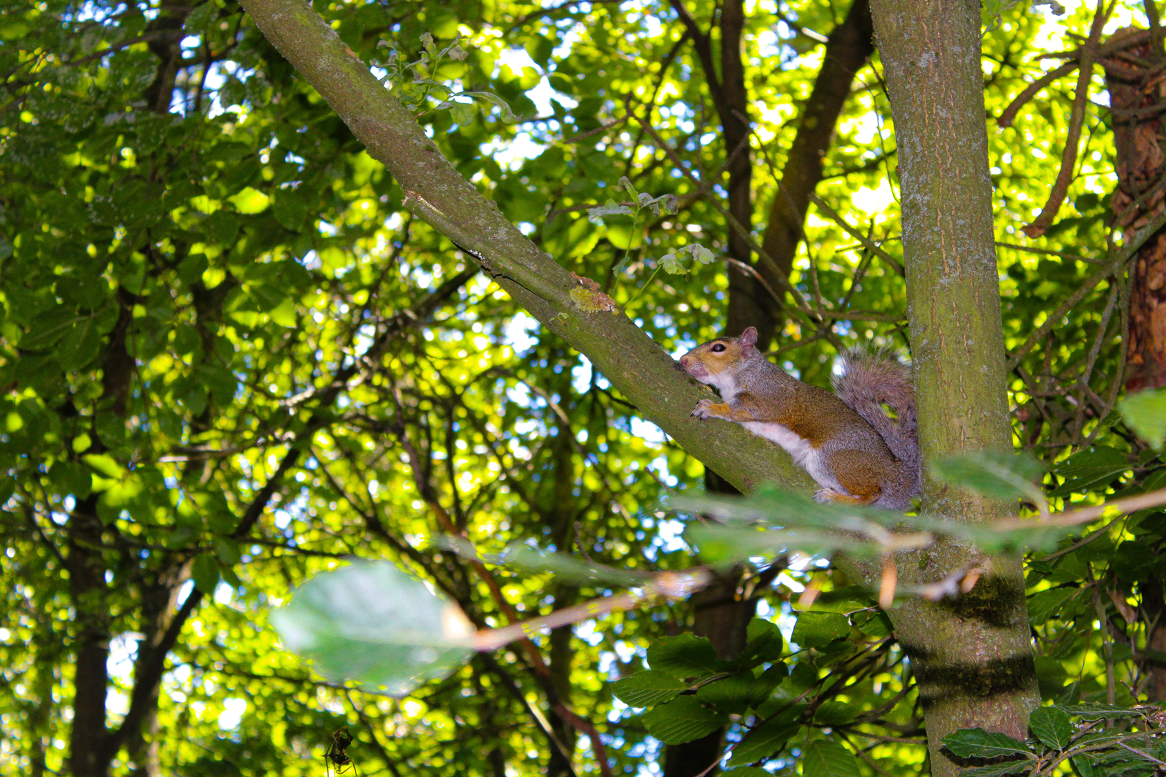 Squirrel. Center Parcs, Sherwood Forest, Nottinghamshire. June 2018.
