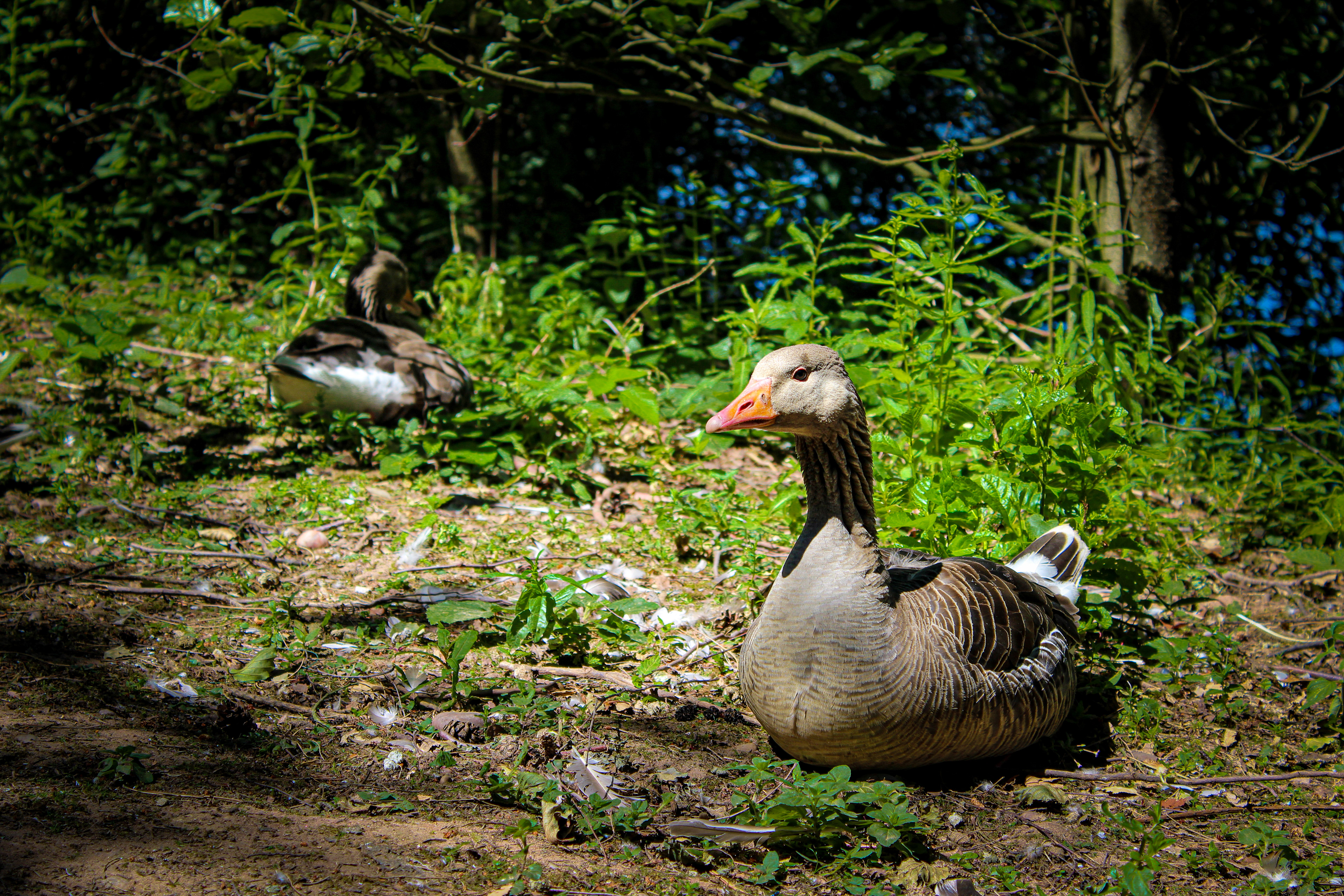 The Goose. Center Parcs, Sherwood Forest, Nottinghamshire. June 2018.