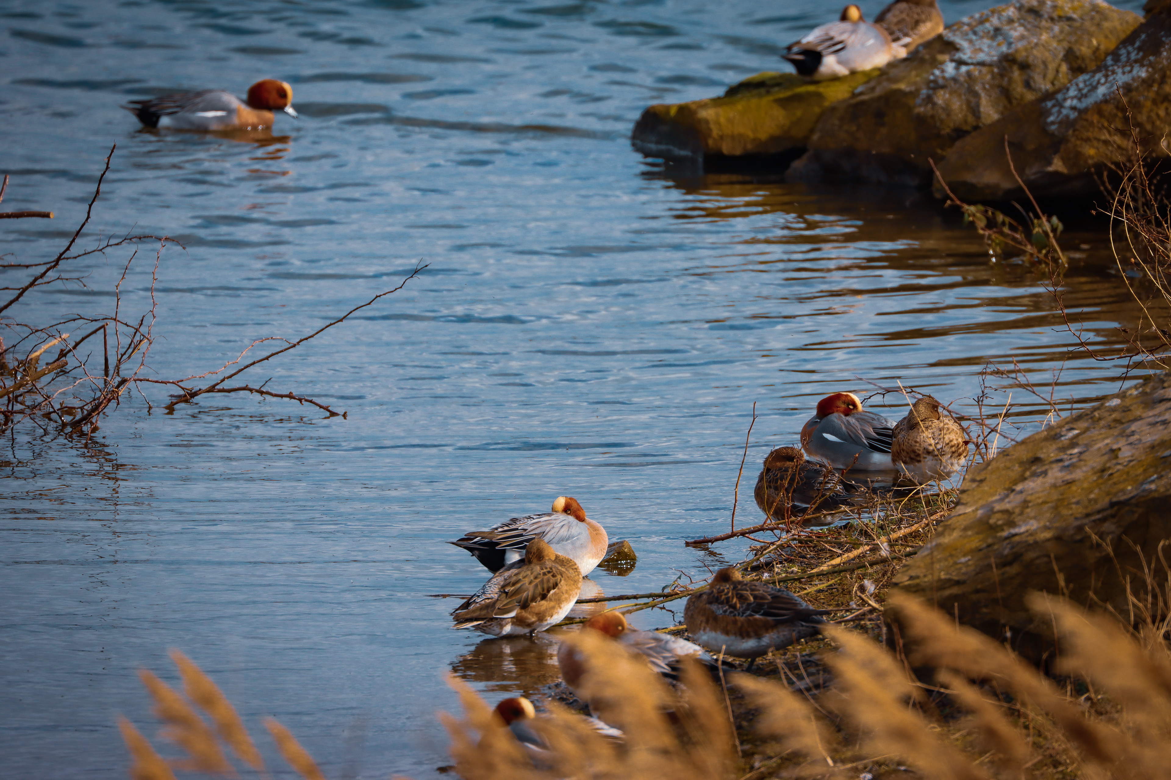 Nesting. Anglers Country Park. March 2022.