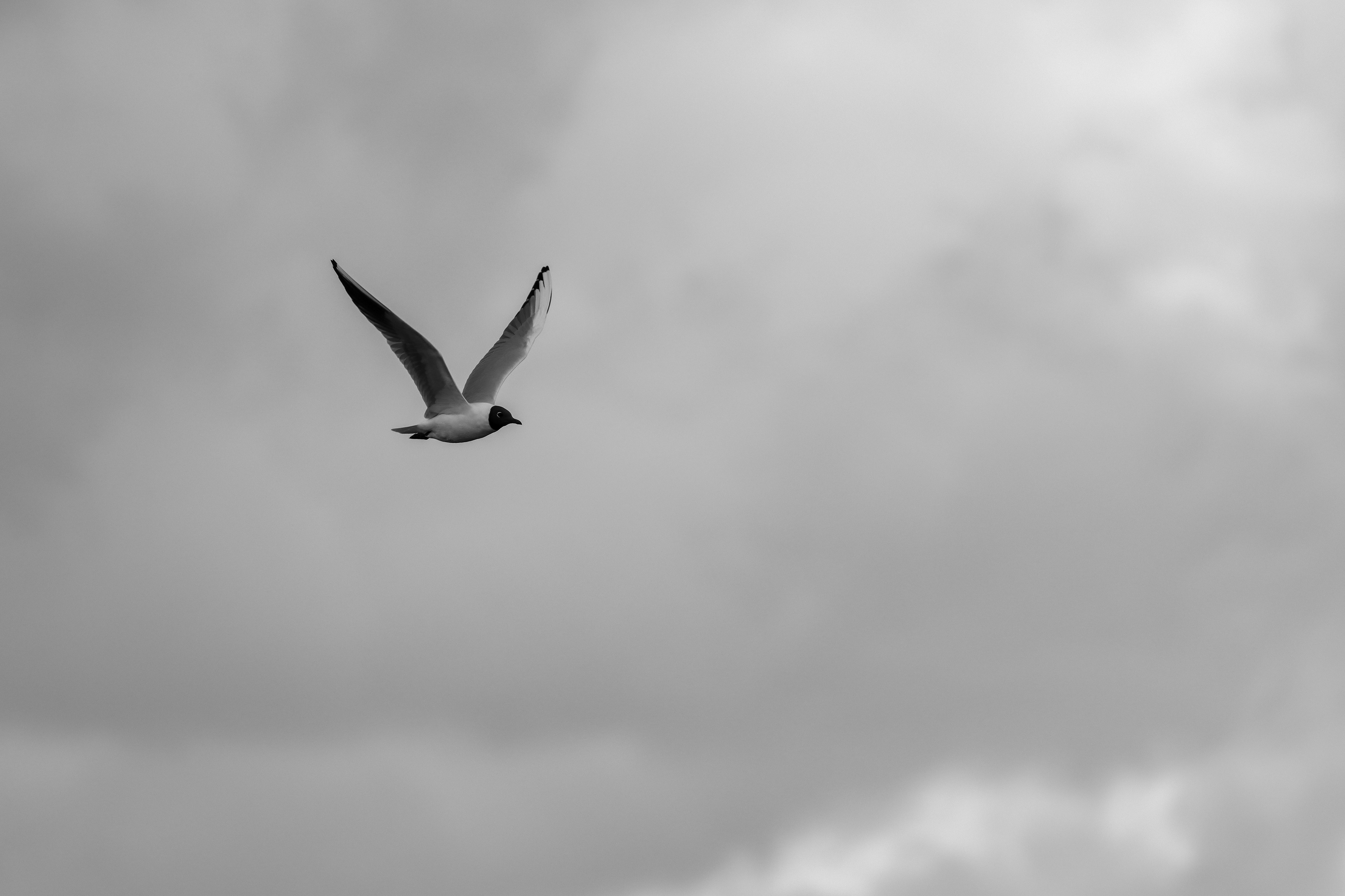 Black Headed Gull in the clouds. Anglers Country Park. March 2022.
