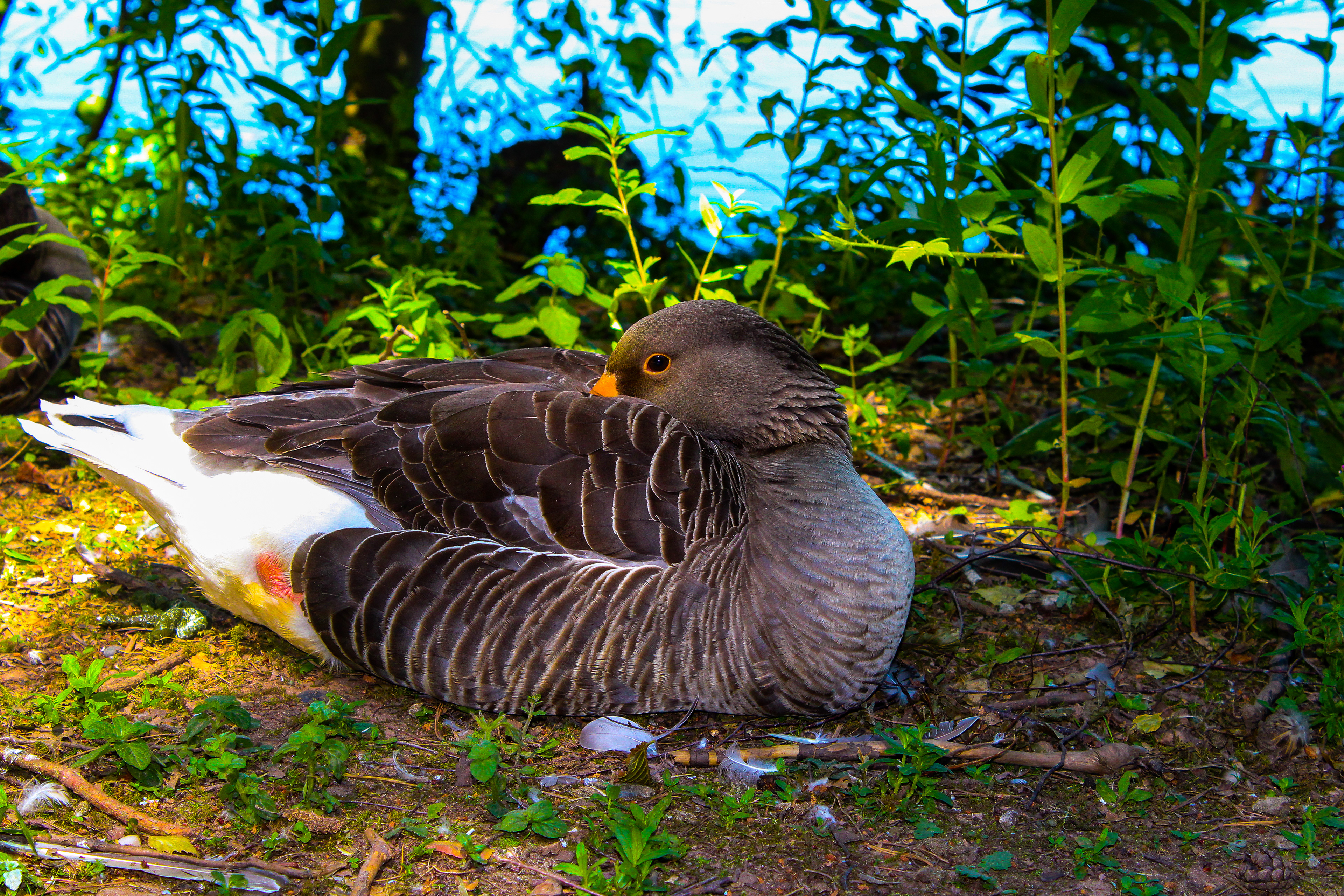 The Resting Goose. Center Parcs, Sherwood Forest, Nottinghamshire. June 2018.