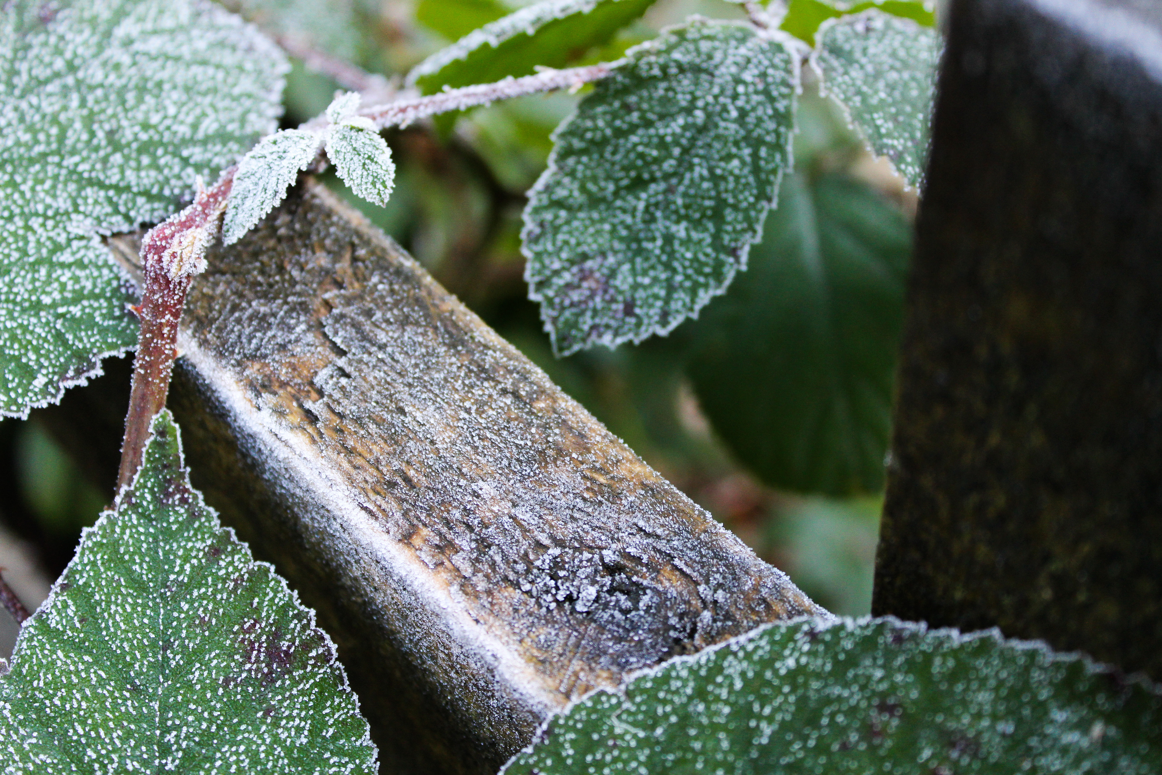 Frosty and Prickly. Hardcastle Crags. January 2020.