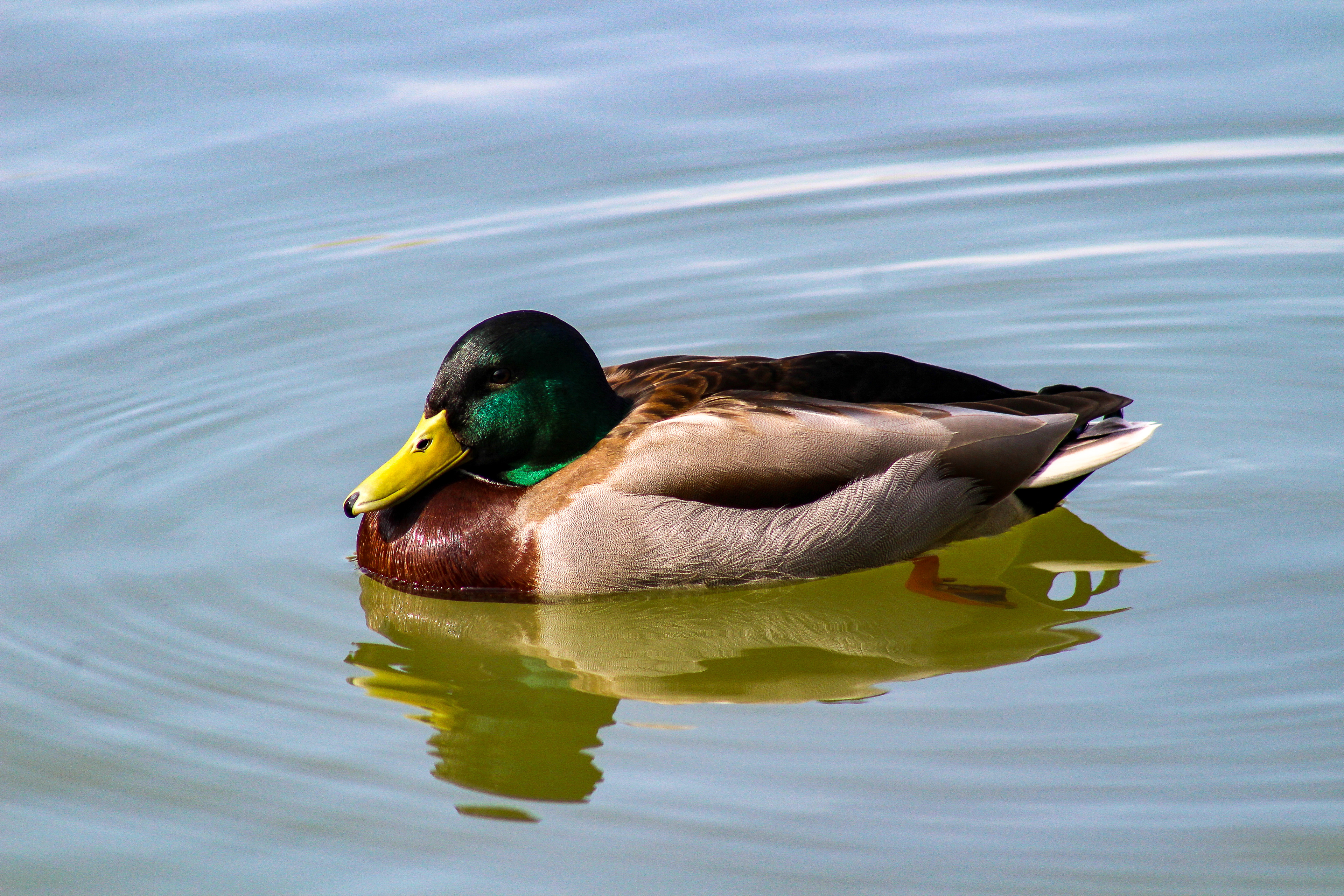 Serenity. Newmillerdam, West Yorkshire. March 2020.
