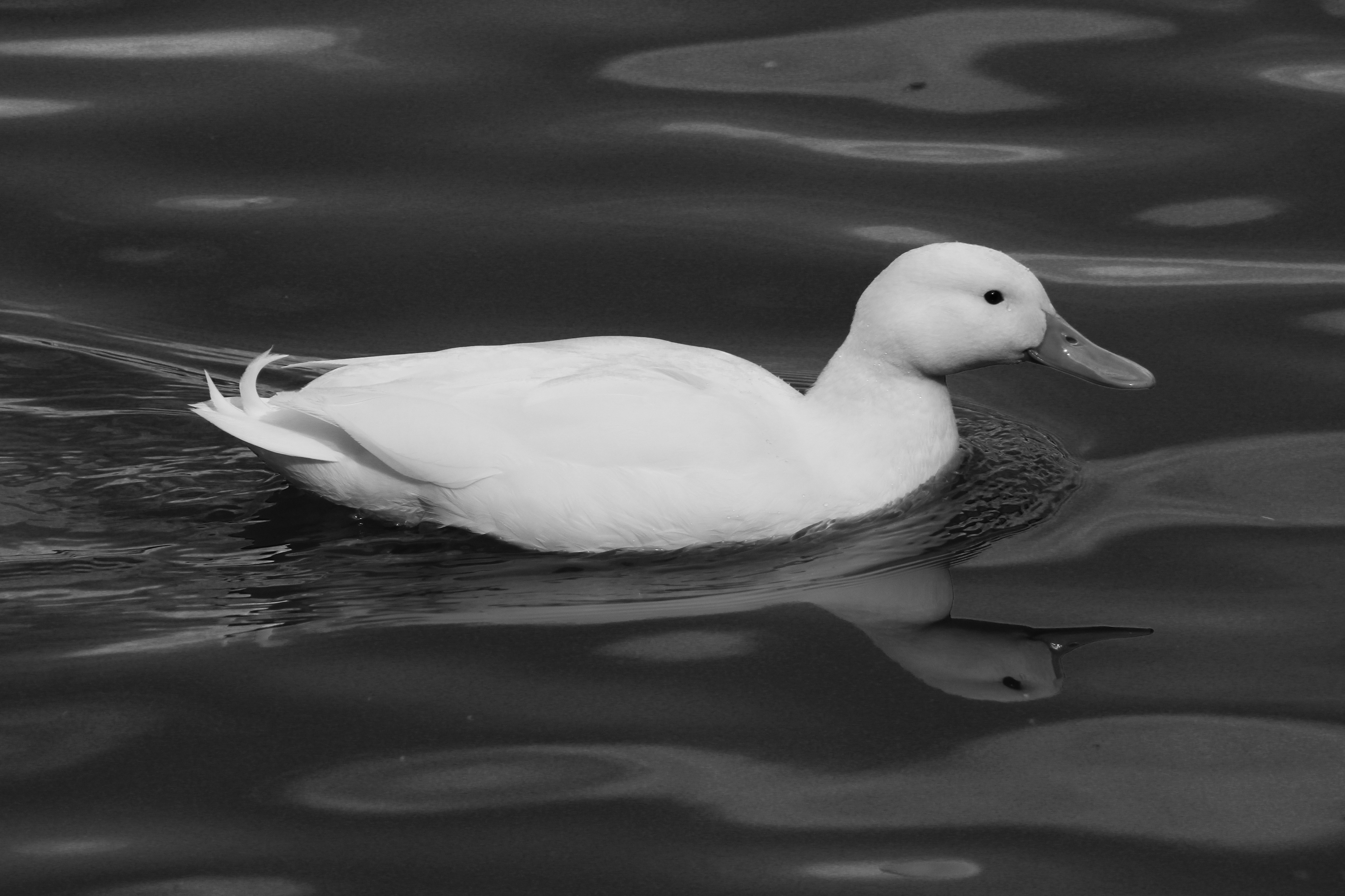 The White Duck. Newmillerdam, West Yorkshire. March 2020.