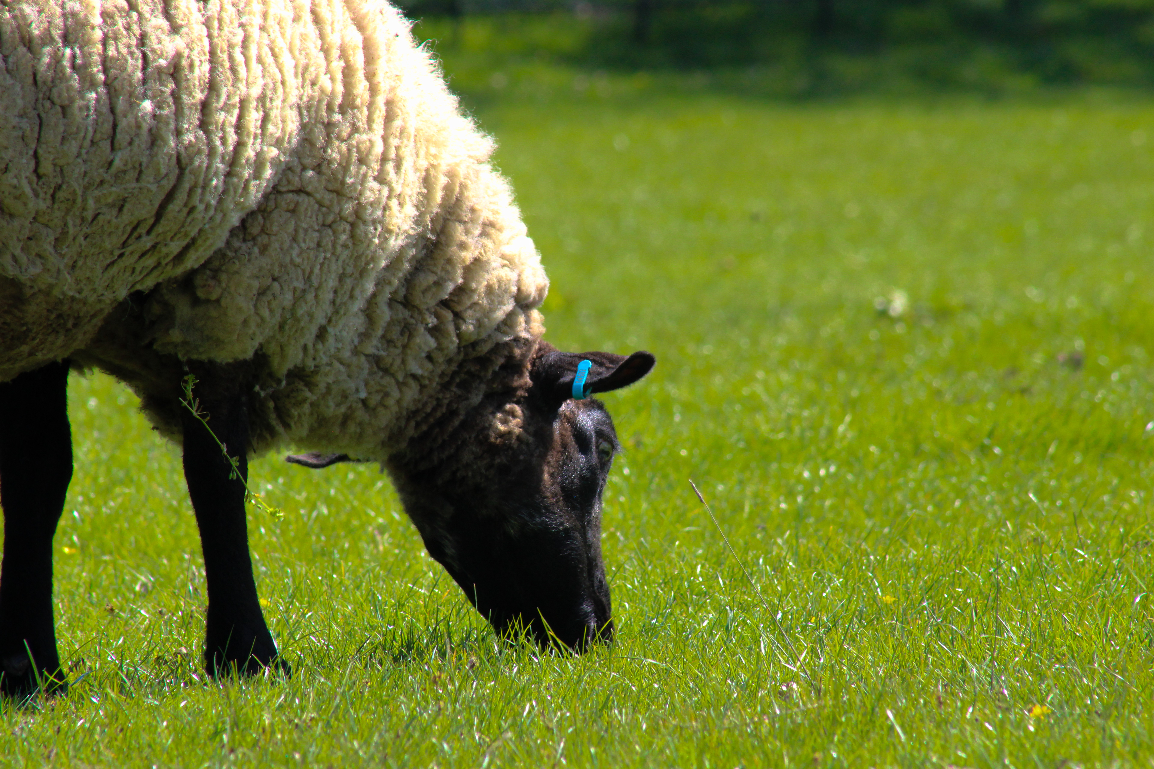 The Sheep. Broughton Castle, Oxfordshire. April 2019.